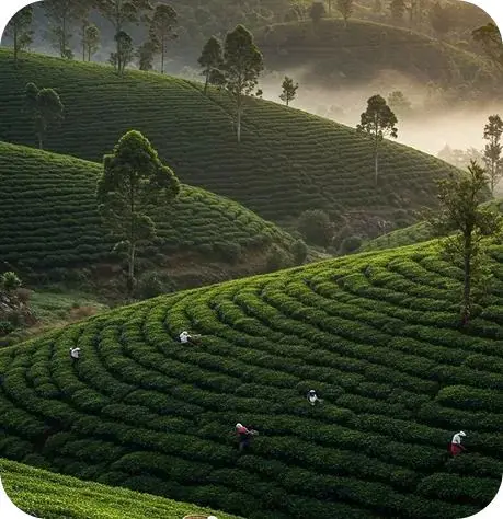 Thekkady: Gateway to Periyar Tiger Reserve