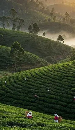 Ooty Travel Guide: Tea Gardens and the Nilgiri Toy Train