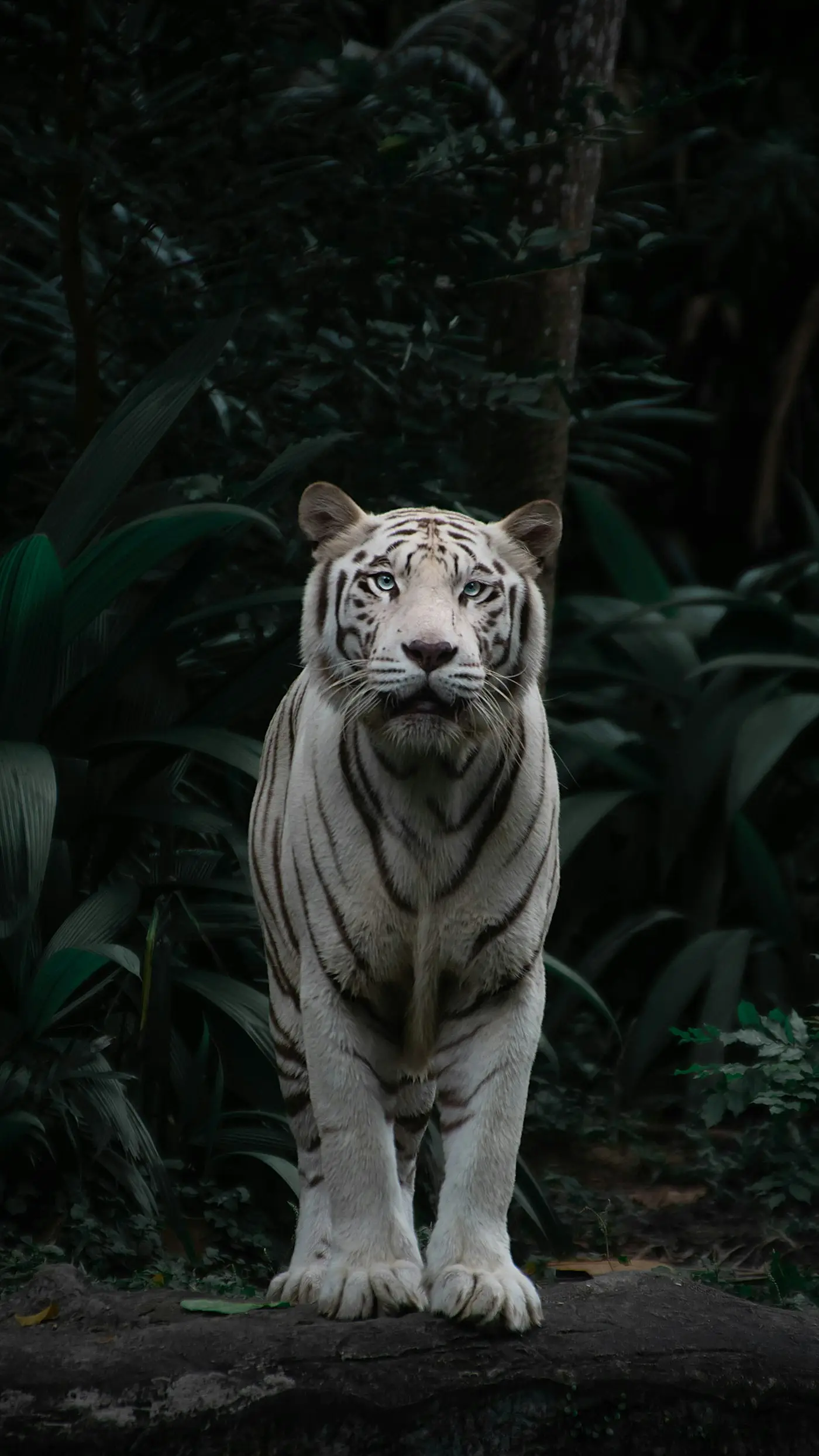 Ranthambore Travel Guide: Rajasthan's Tiger Reserve