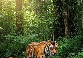 Bandhavgarh Tiger Safari: India's Highest Tiger Density