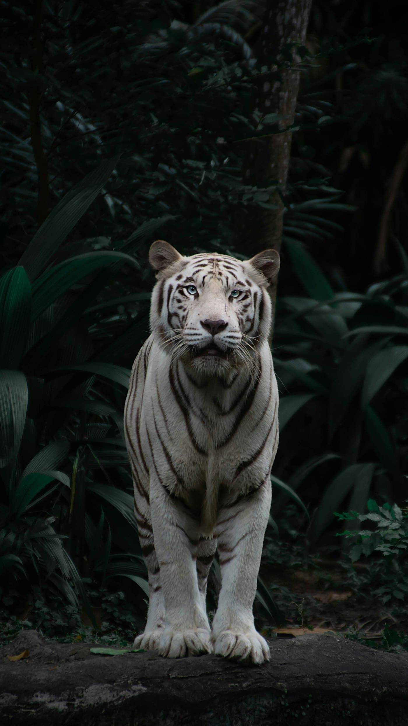 Bandhavgarh tiger safari