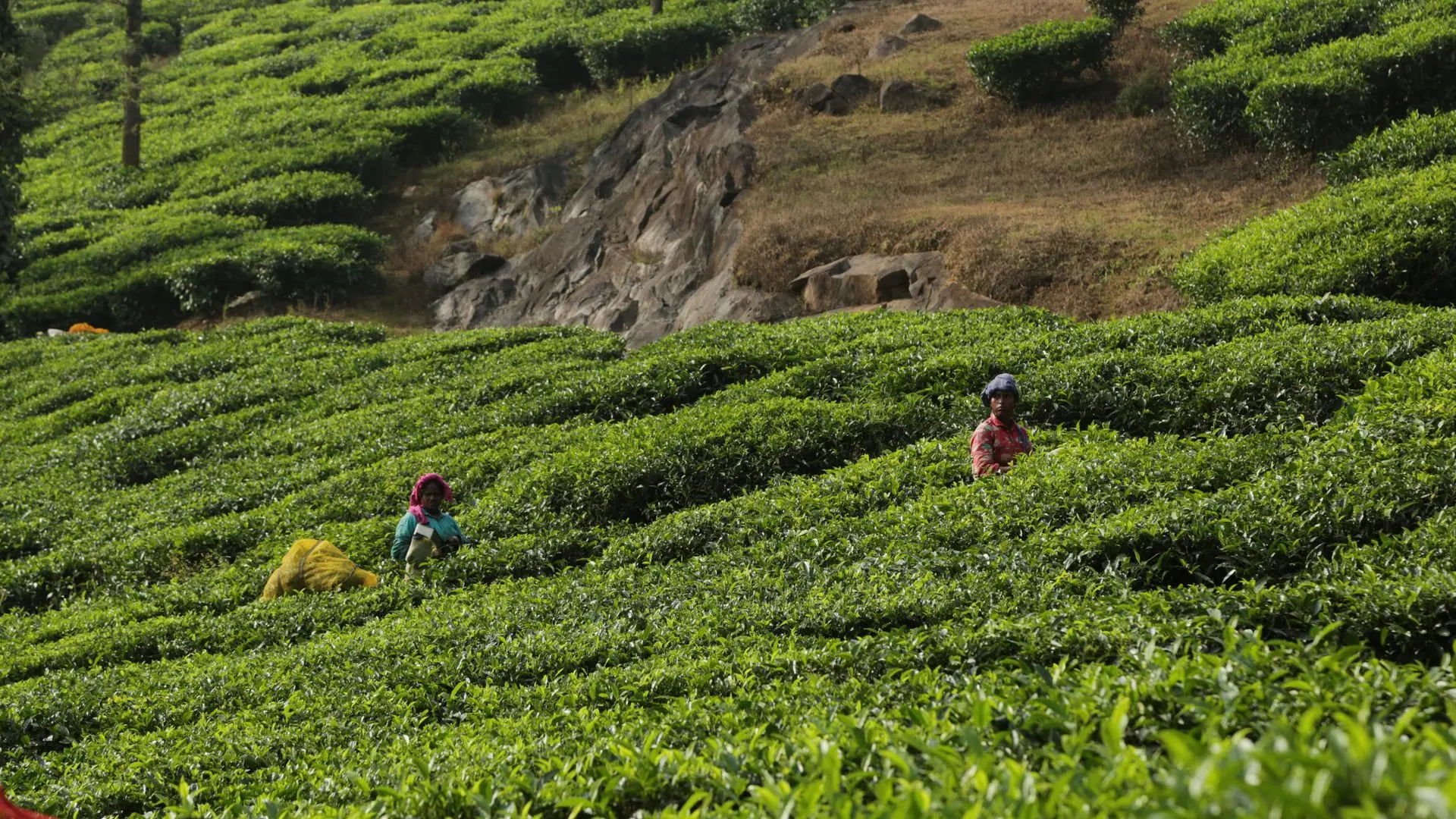Two farmers collect tea leaves in the scenic slopes of Wayanad, India