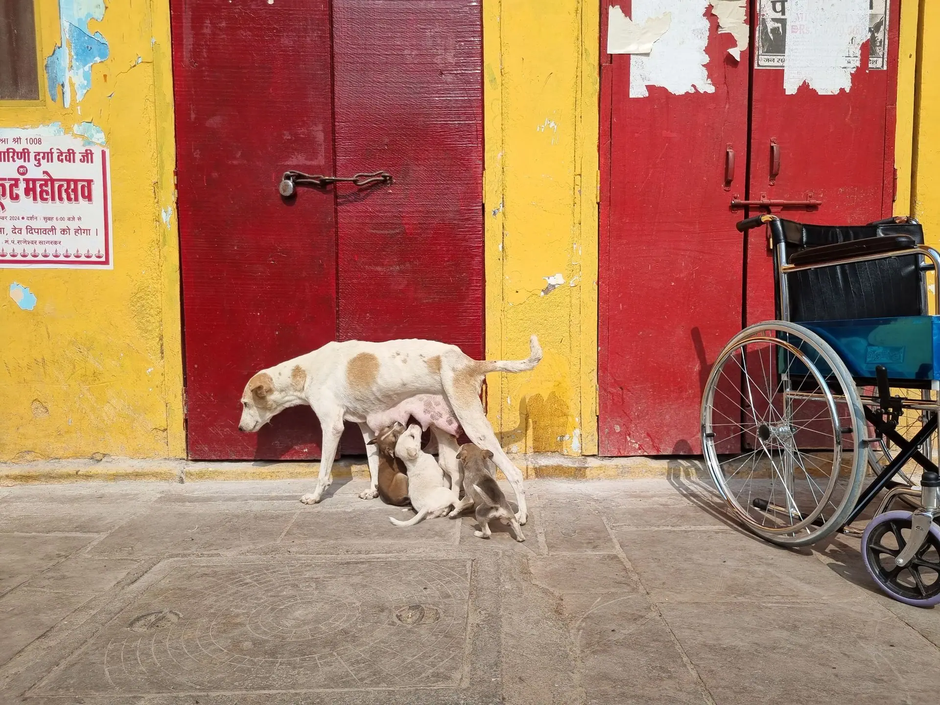 A street dog nurses her puppies against a bright yellow wall with doors and a wheelchair