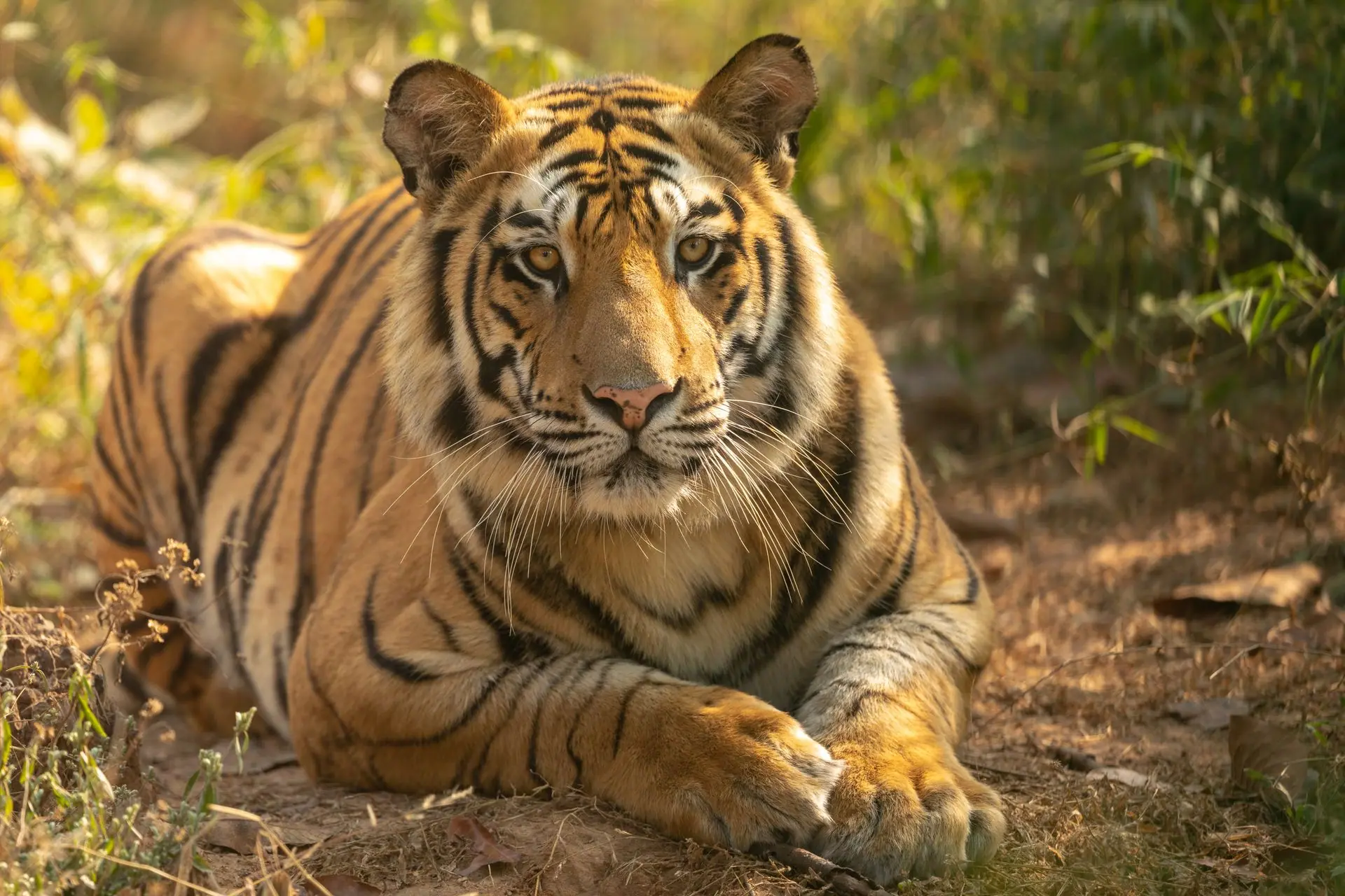 Wildlife Safaris