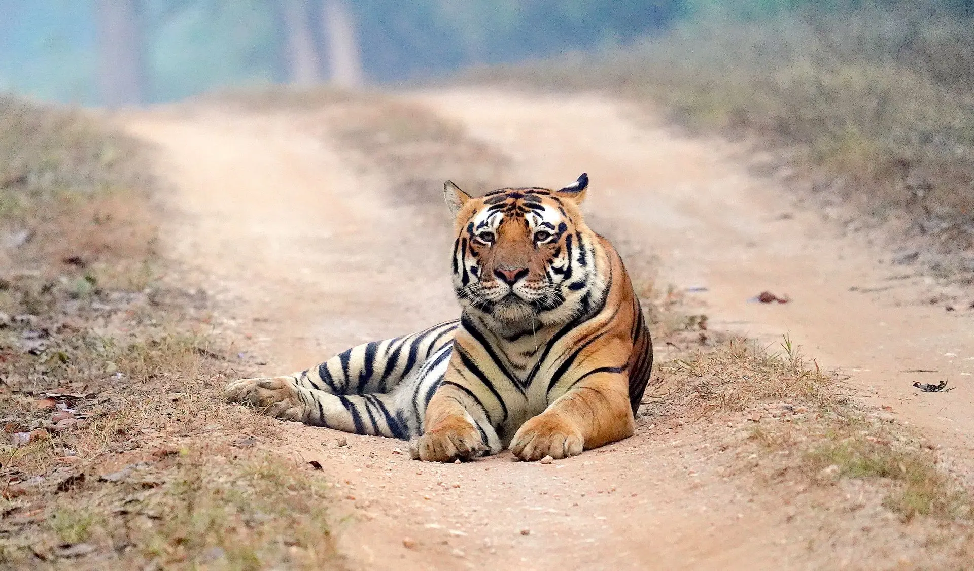 Majestic Bengal tiger lying calmly on a dirt road in the lush forests of India