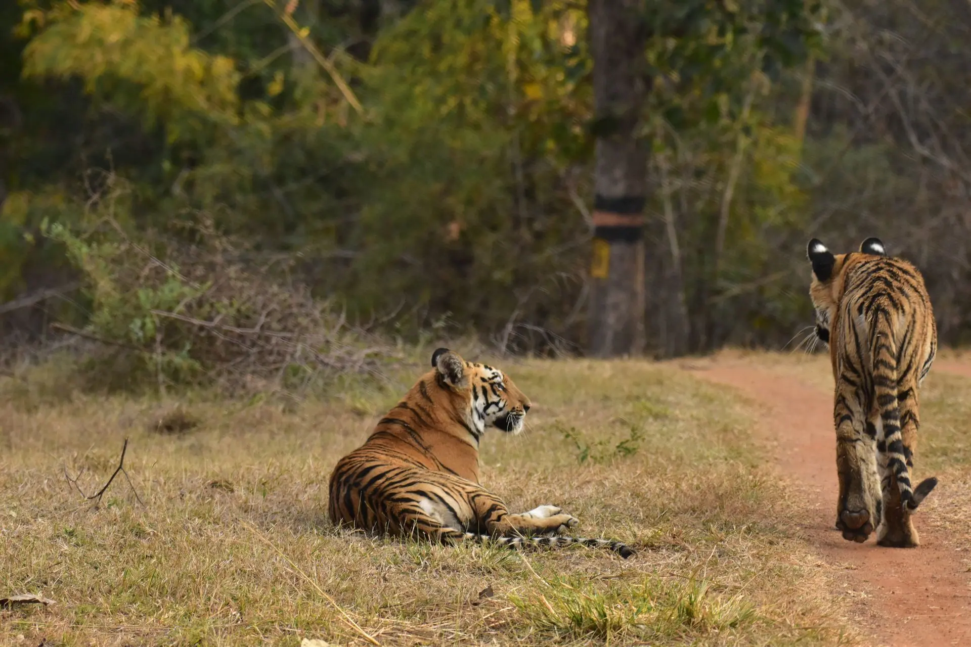 Two Bengal tigers resting and walking on a forest path, captured in an Indian wildlife reserve