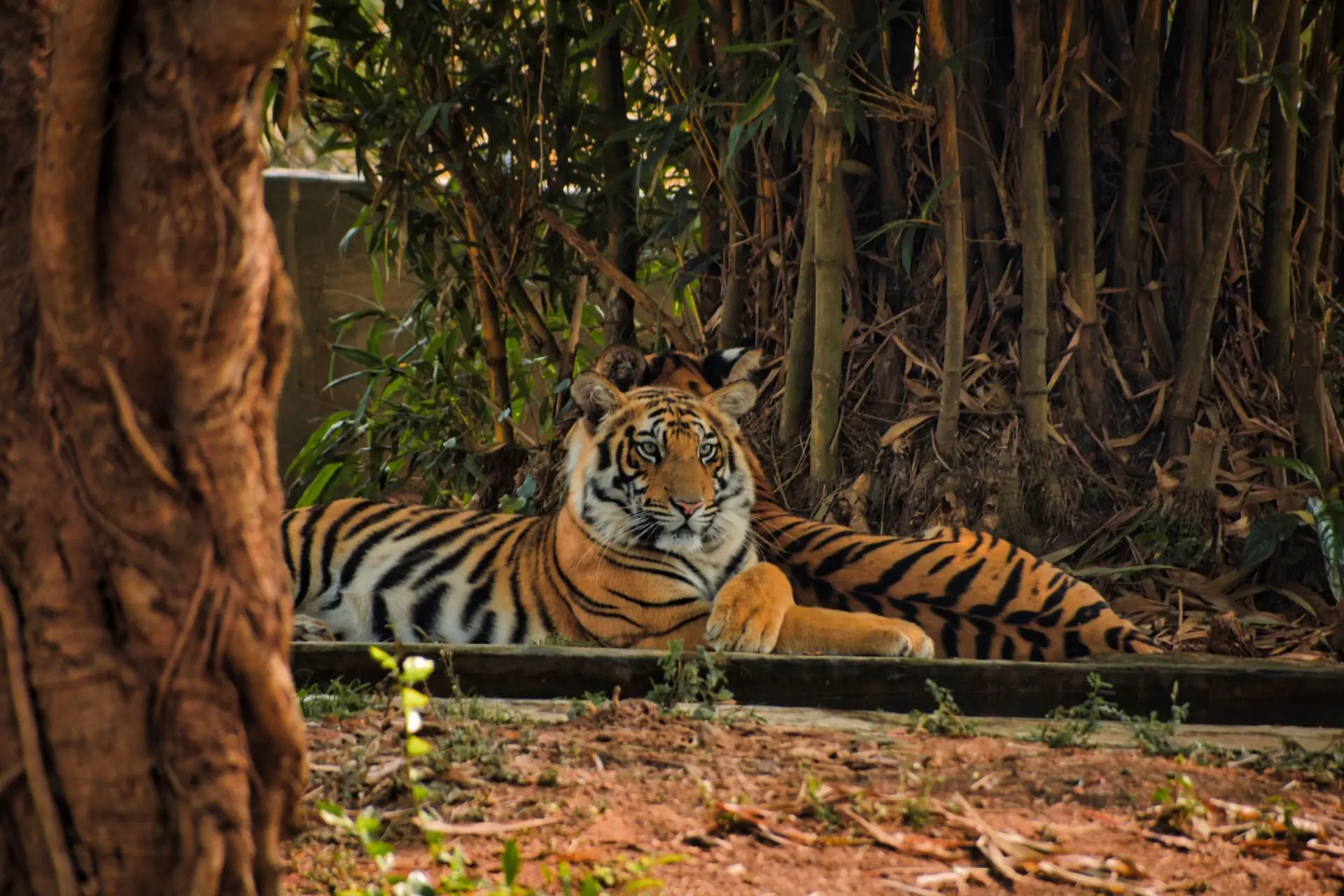 A Bengal tiger relaxing amidst the lush greenery of an Indian forest
