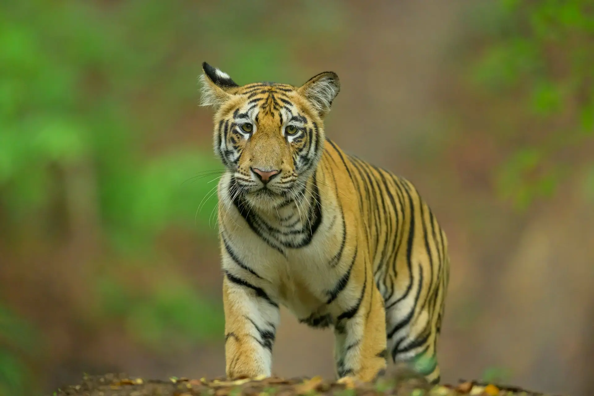 Bandhavgarh Tiger Safari: India's Highest Tiger Density