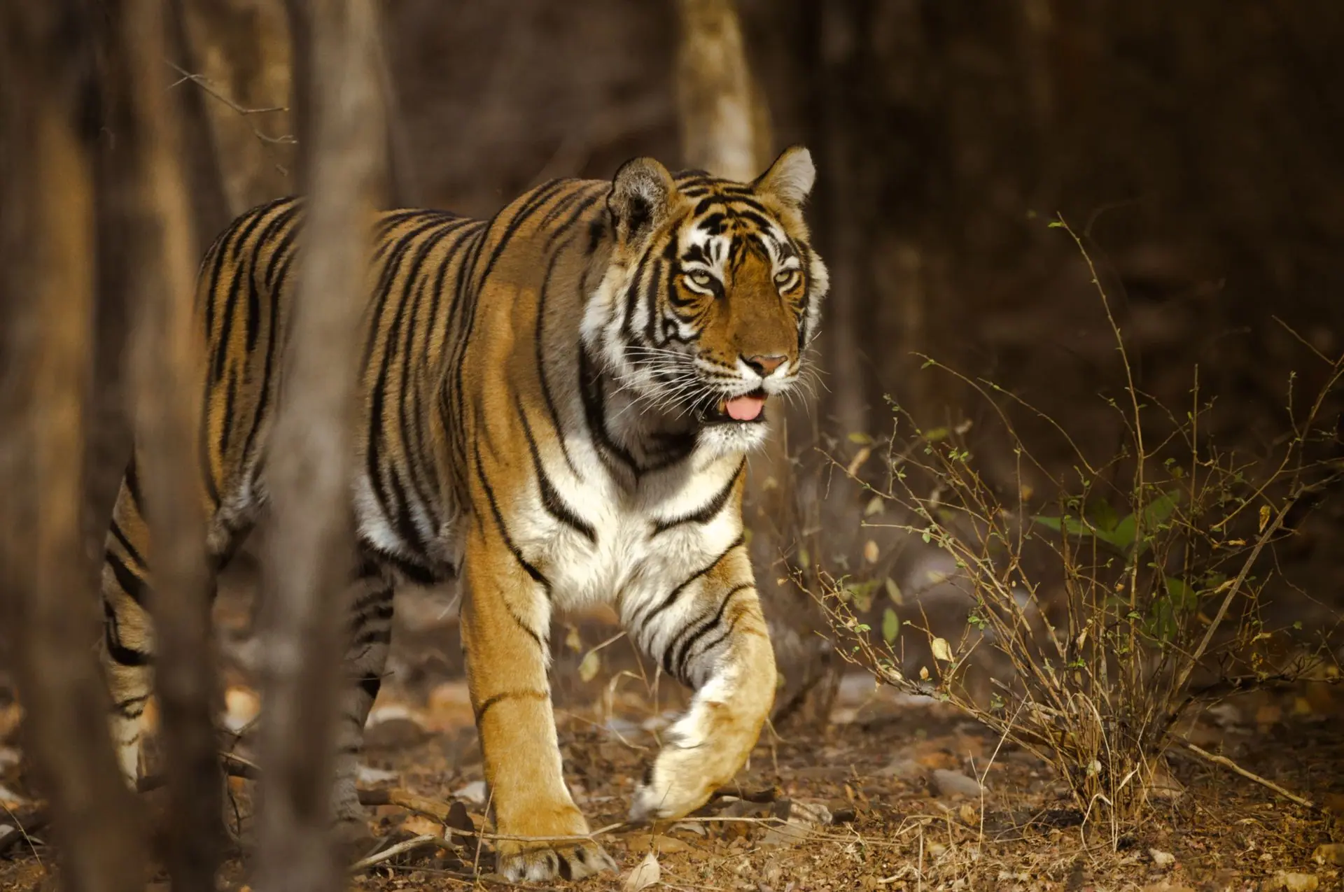 Bengal tiger walking through Indian jungle showcasing wildlife predators