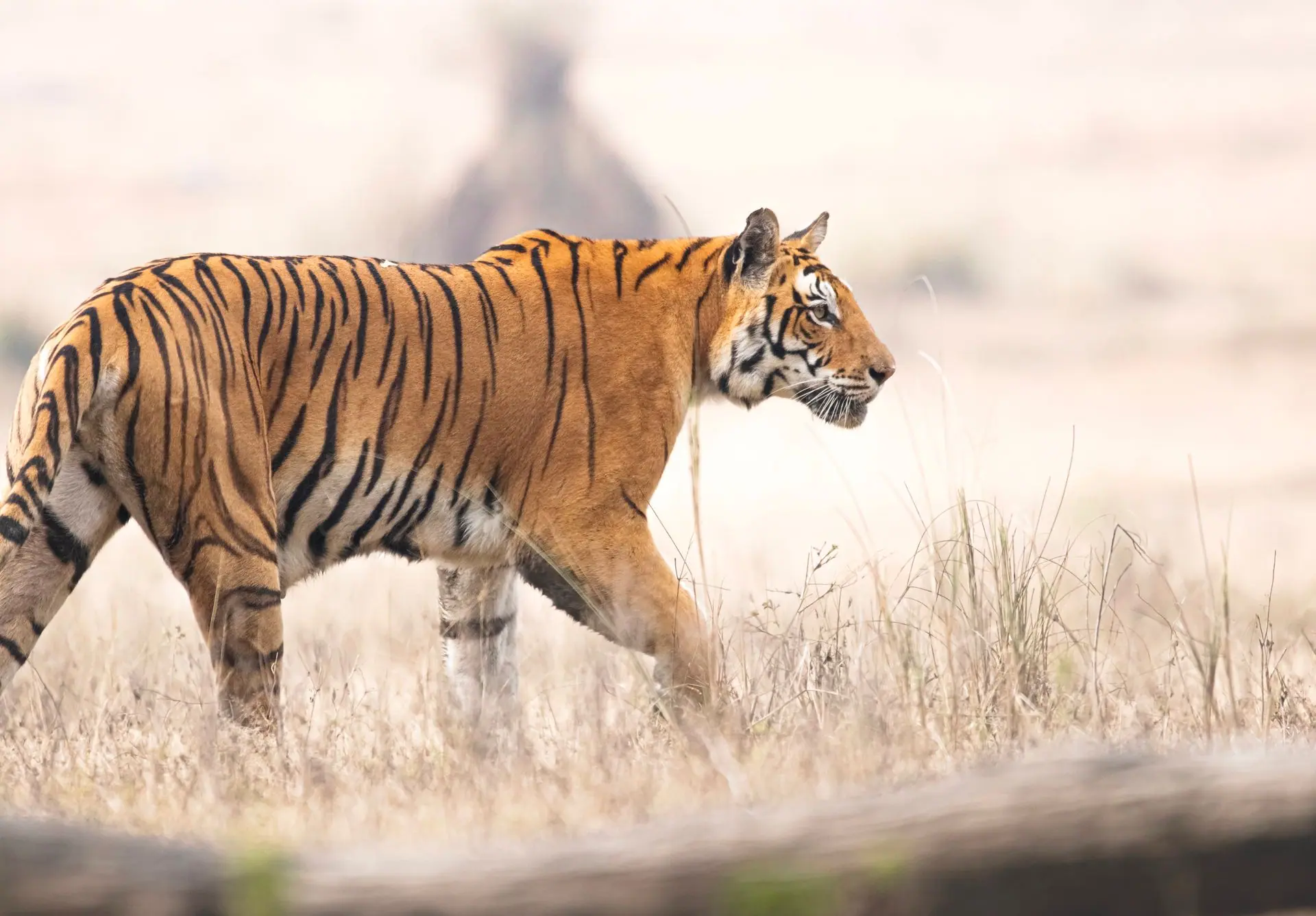 Side view of a Bengal tiger walking through the grasslands of Madhya Pradesh, India
