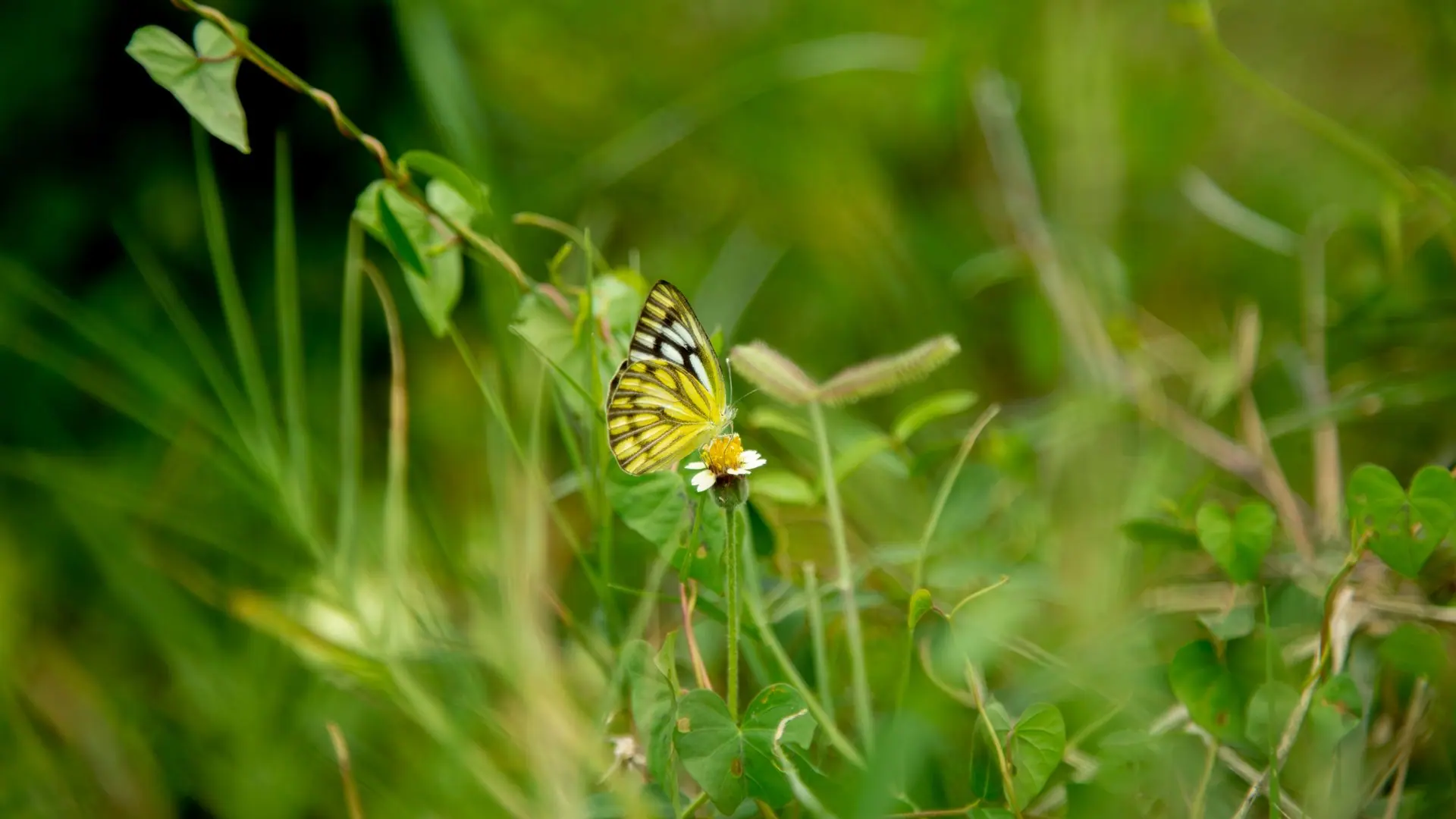 A vibrant yellow butterfly perched on a white flower amidst lush greenery in Karaikudi, India