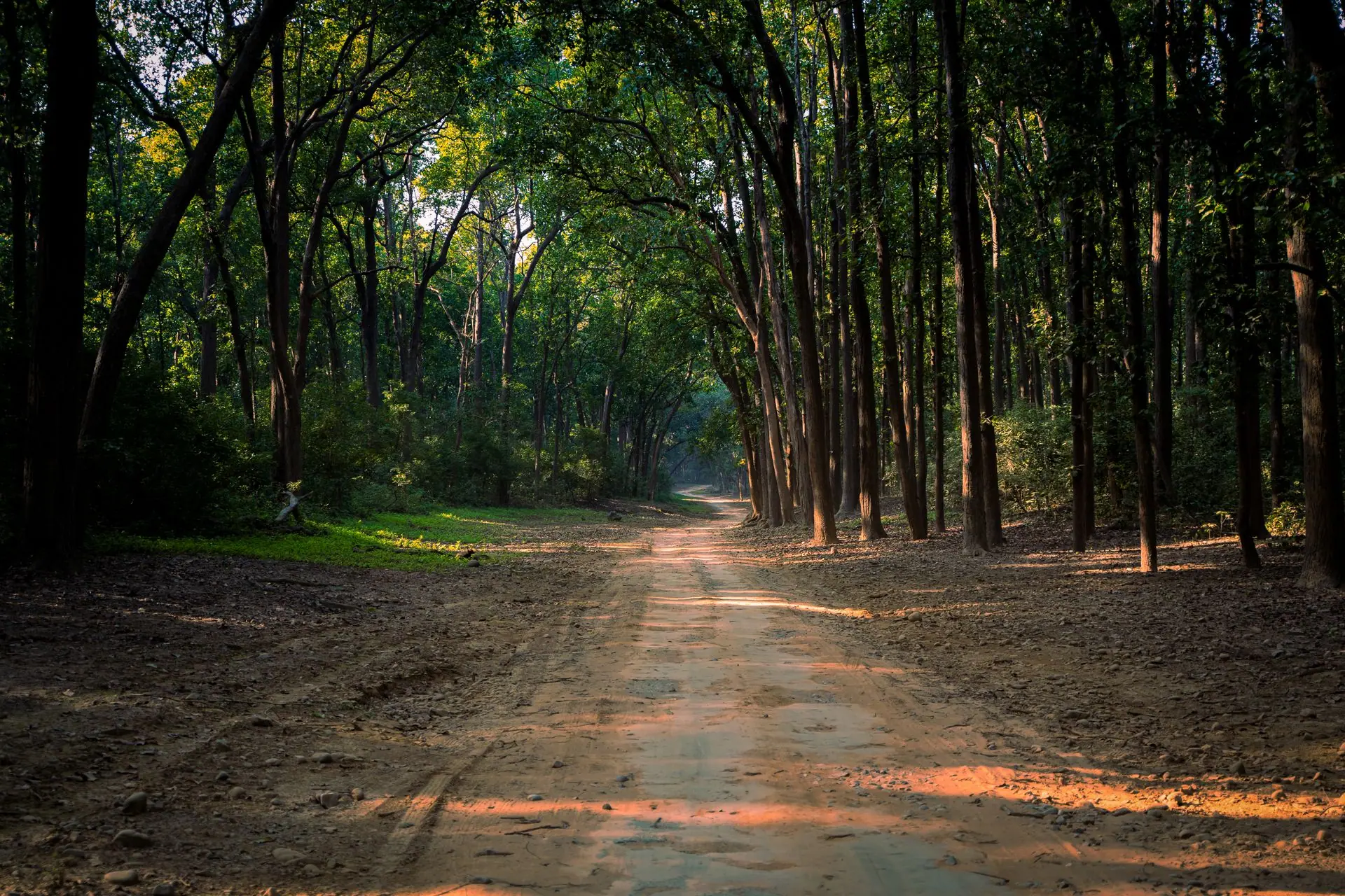 Discover a serene dirt road through lush trees at sunrise in Ramnagar, India