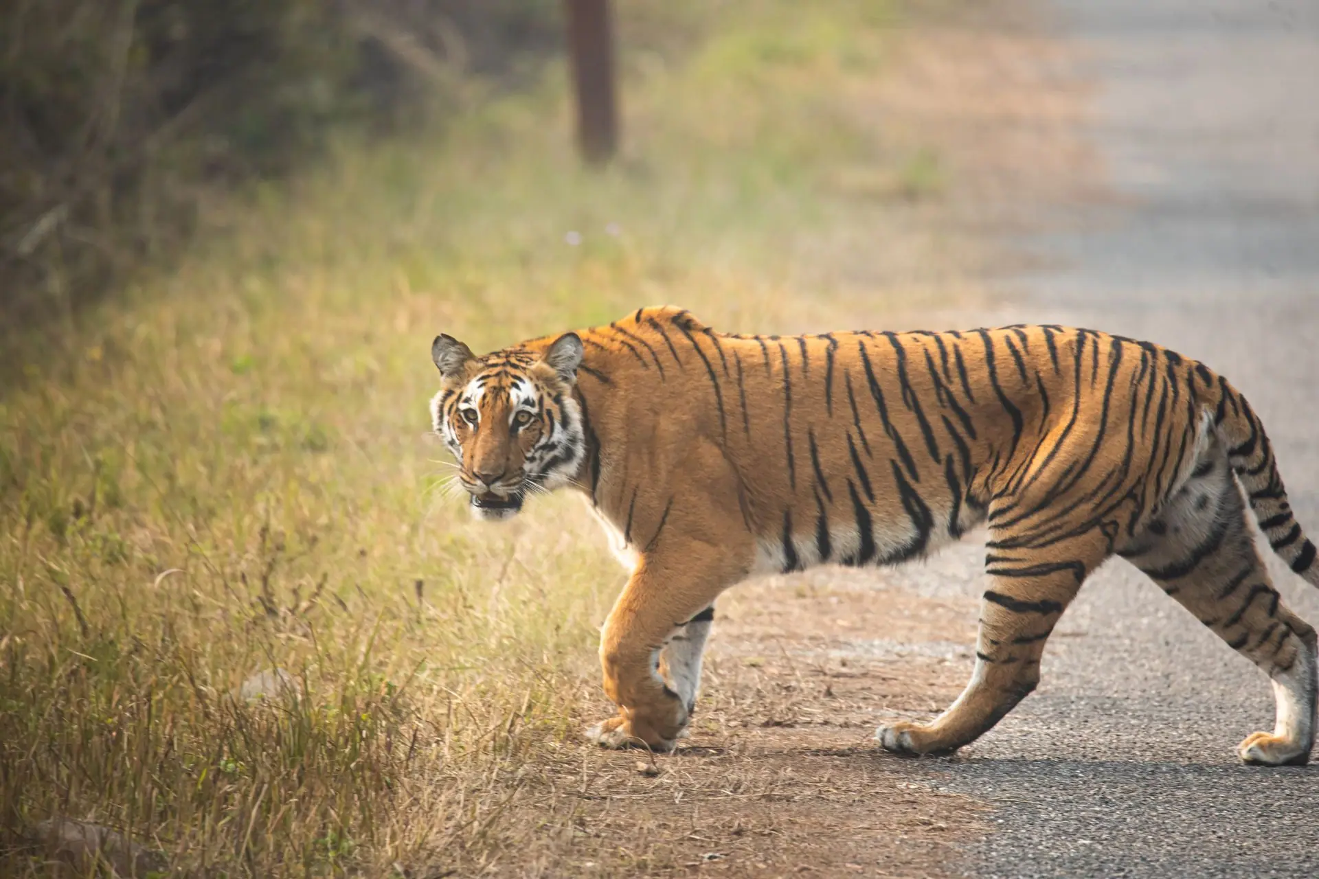 Jim Corbett Safari: Dhikala Zone Stay