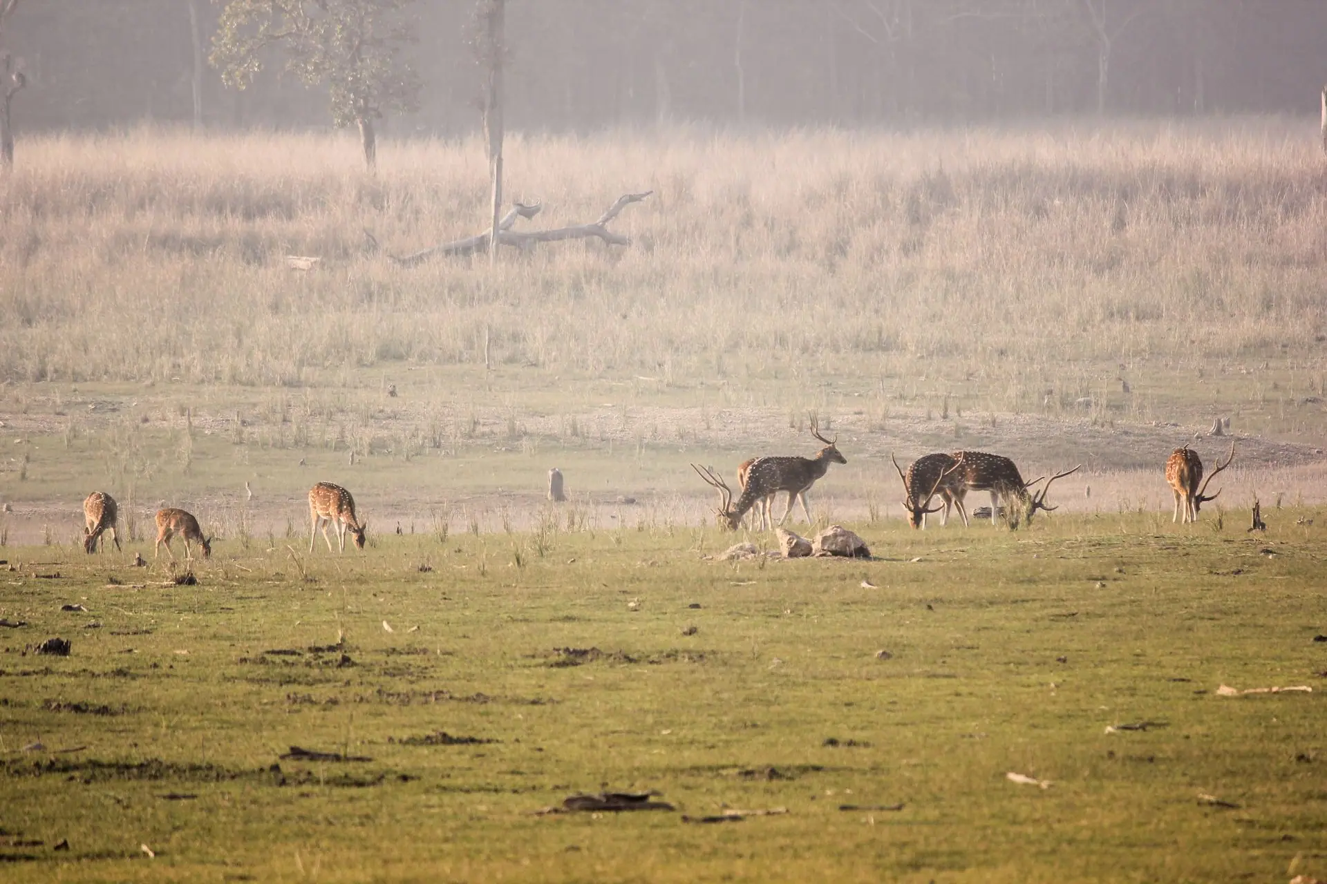 A herd of spotted deer grazing in an Indian grassland at dusk, showcasing the serene wildlife and natural habitat