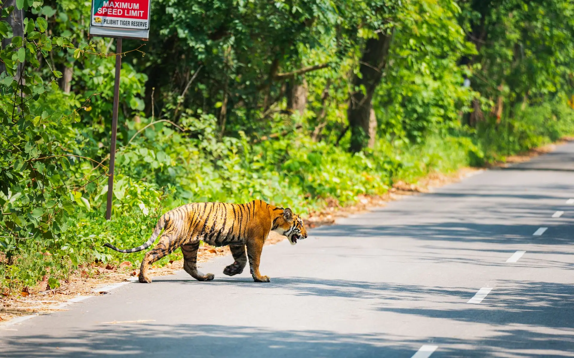 A Bengal tiger walks across a road in the lush Pilibhit Tiger Reserve, India