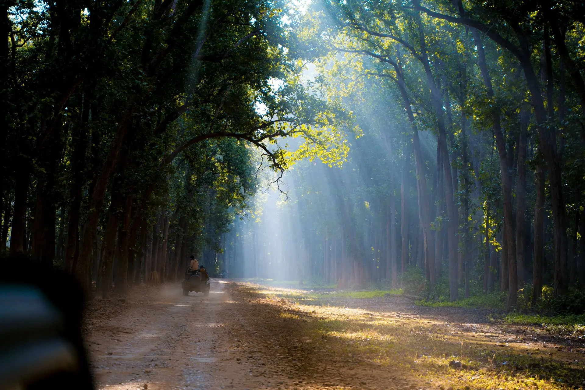 Sunlight filtering through trees on a forest path in India, creating a tranquil scene
