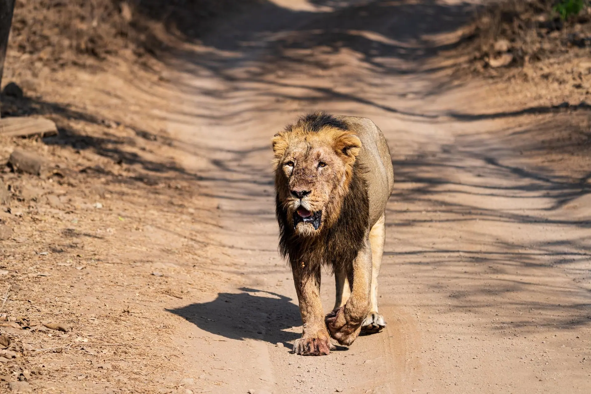 Gir lion safari