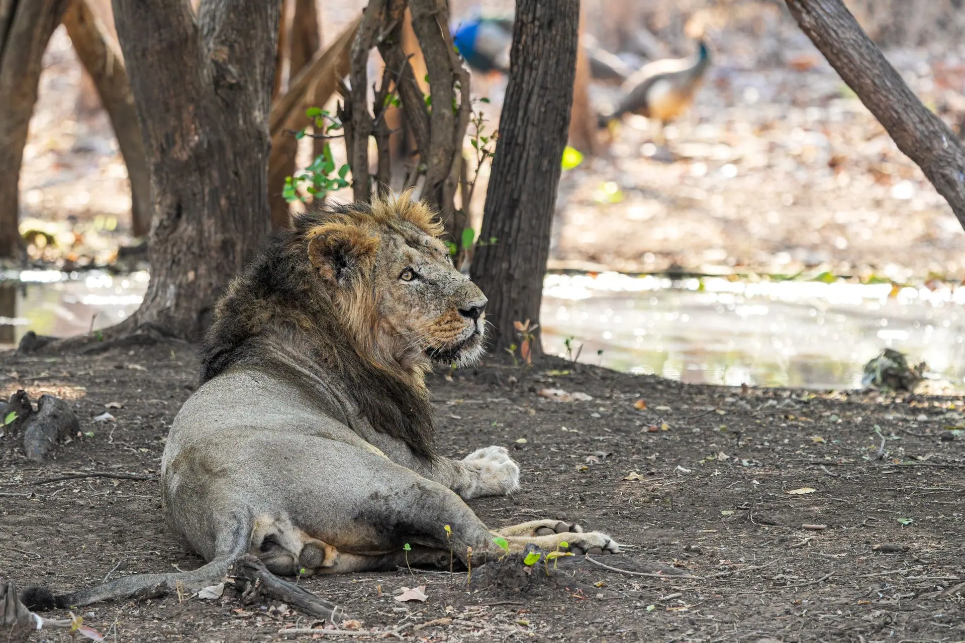 A majestic Asiatic lion lounging in the natural habitat of Sasan Gir, India