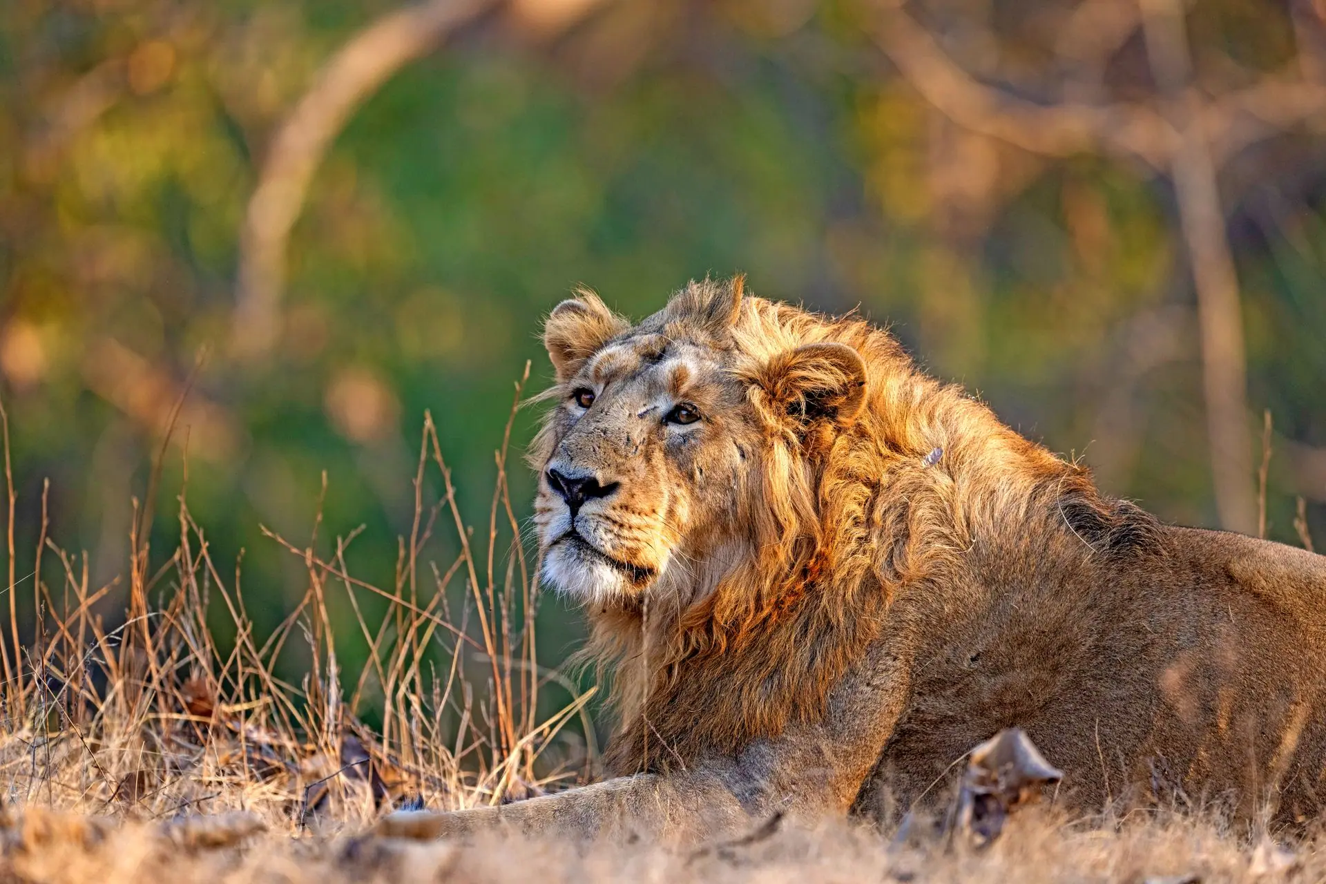 Explore the serene beauty of an Asiatic lion resting in Gujarat's wild landscape