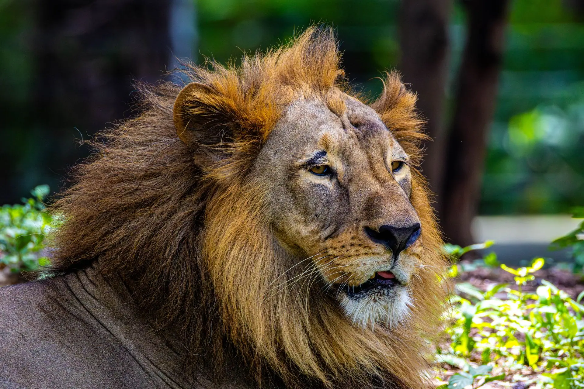 Close-up of a majestic Asiatic lion resting in a natural setting, showcasing its regal mane and alert expression