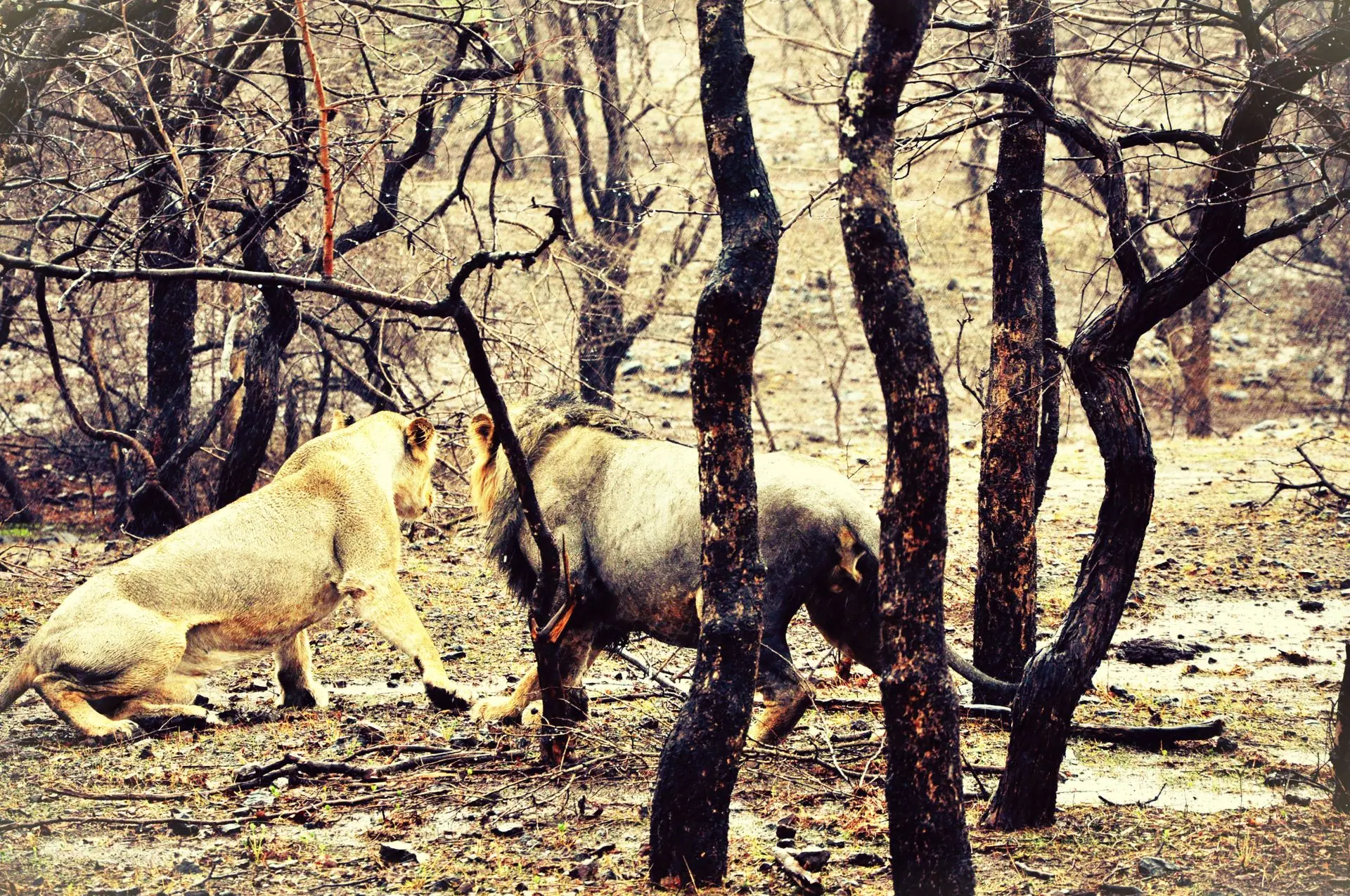 Two majestic Asiatic lions interact amid the trees in the Gir Forest, capturing wildlife in its natural habitat