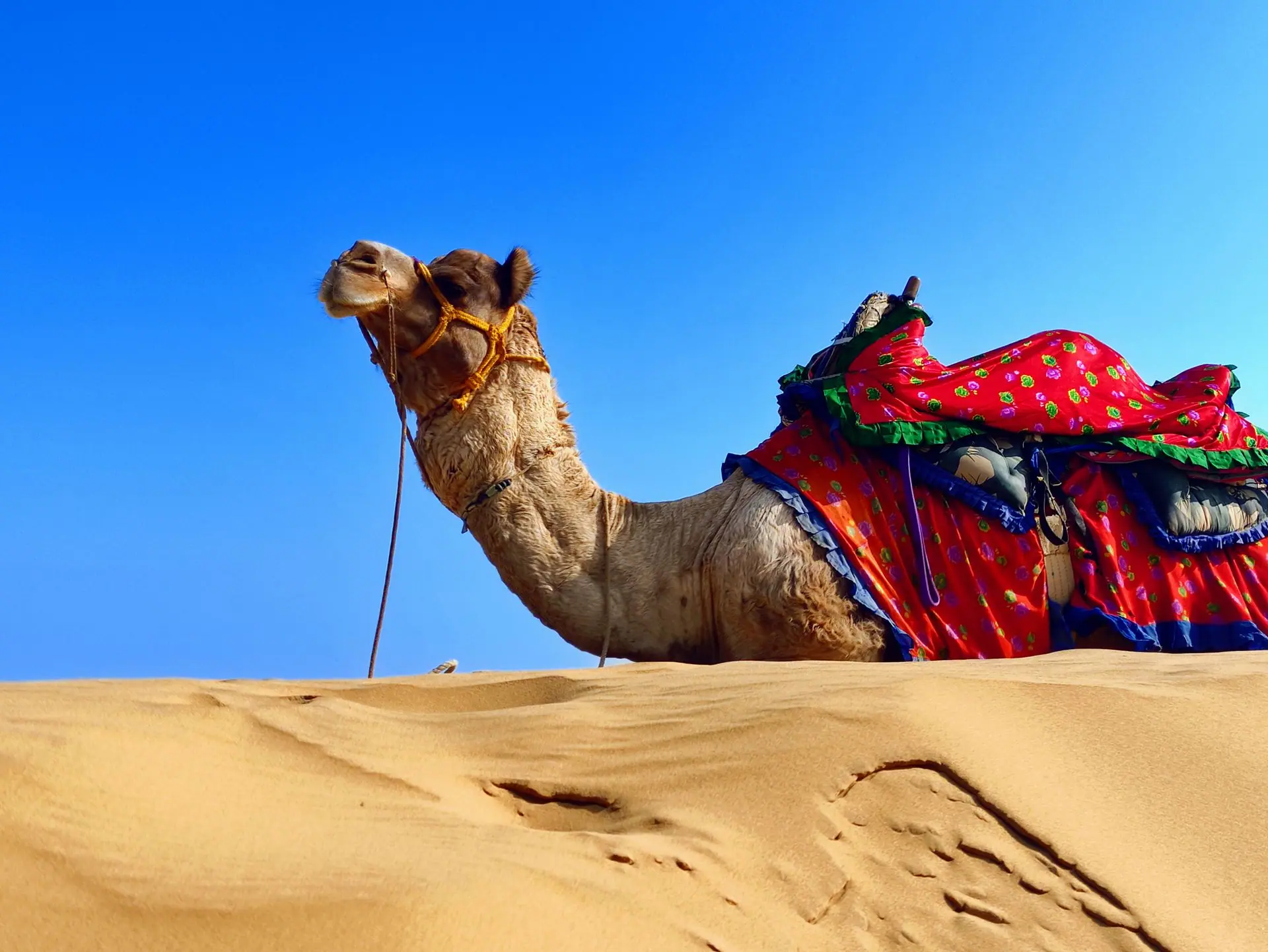 Decoratively adorned camel in the Jaisalmer desert, India with a bright blue sky backdrop