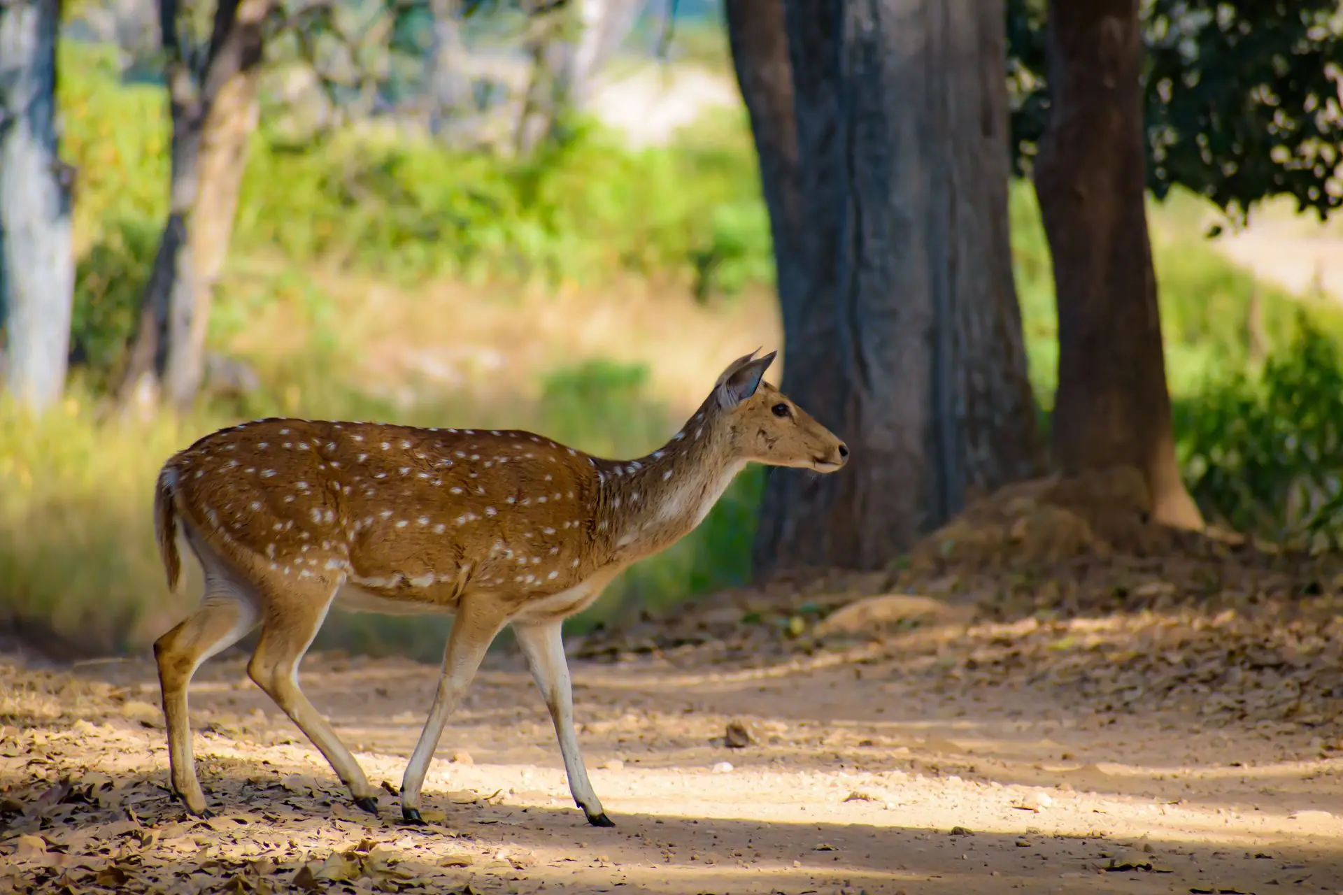 Kanha tiger safari