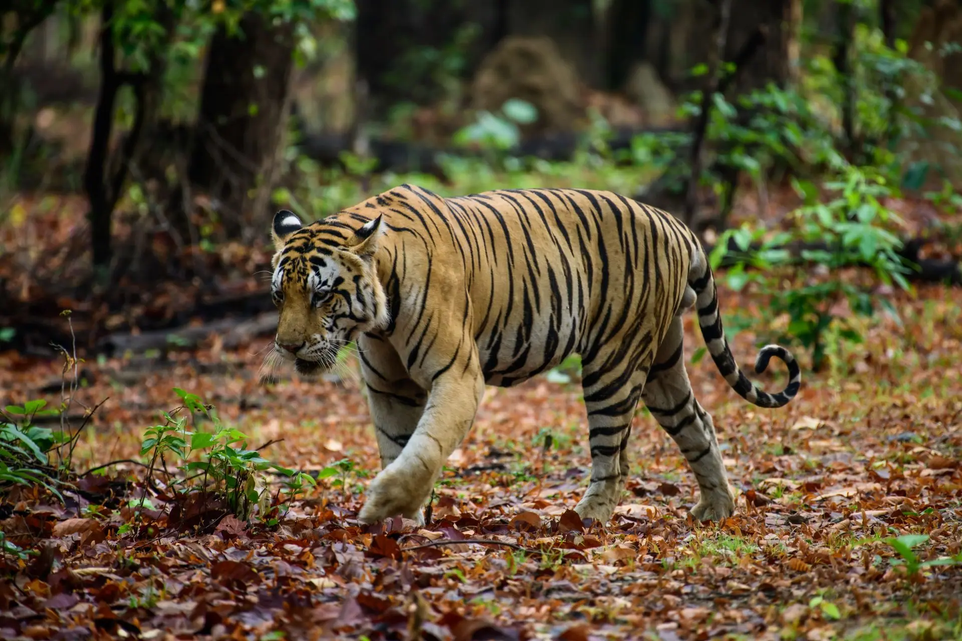 A stunning Bengal Tiger walking through the lush forest of Kanha, India