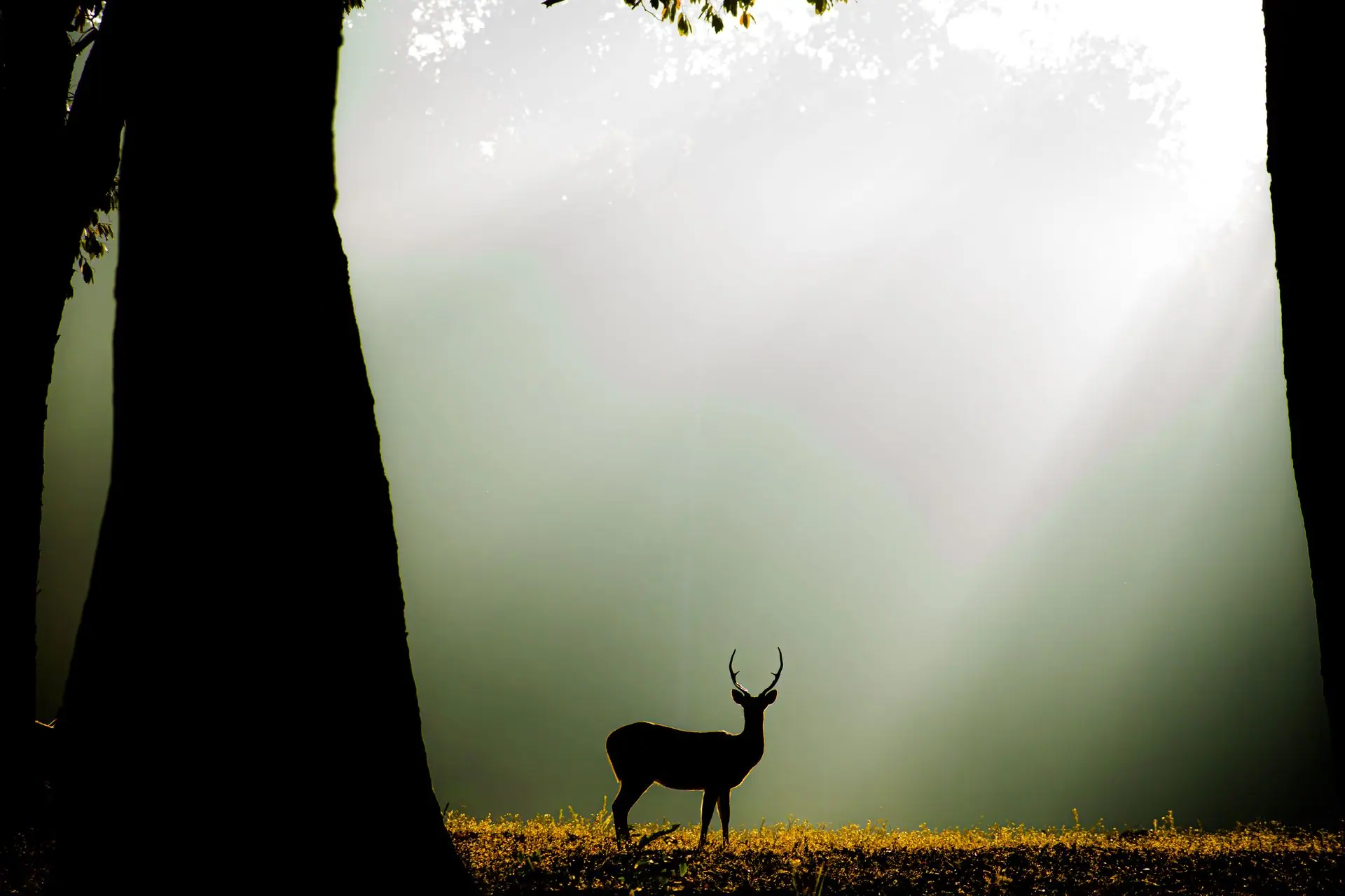 A captivating deer silhouette in a sunlit forest clearing at Kanha National Park, India