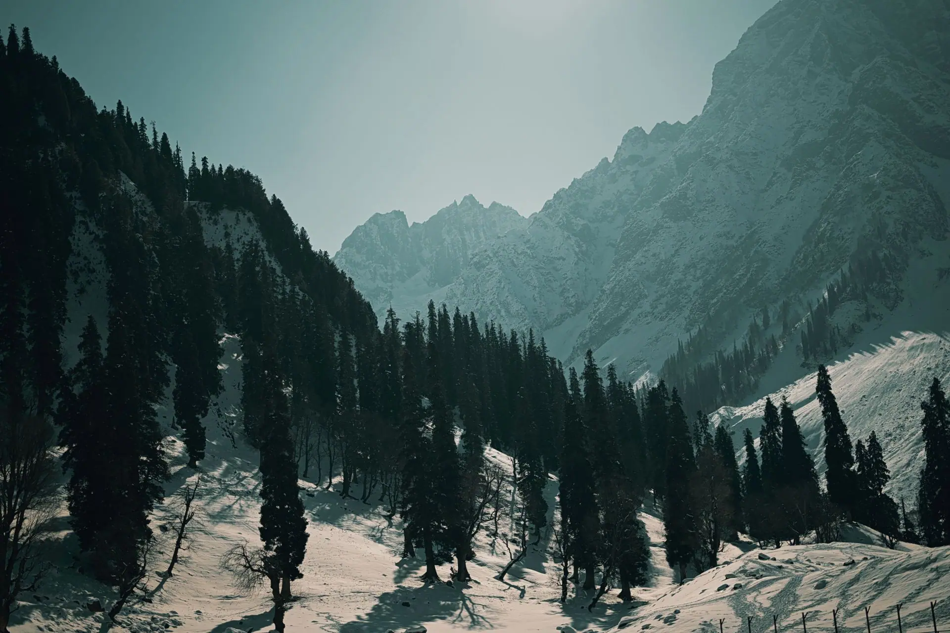 Breathtaking view of snow-covered mountains and pine trees in Kashmir during winter