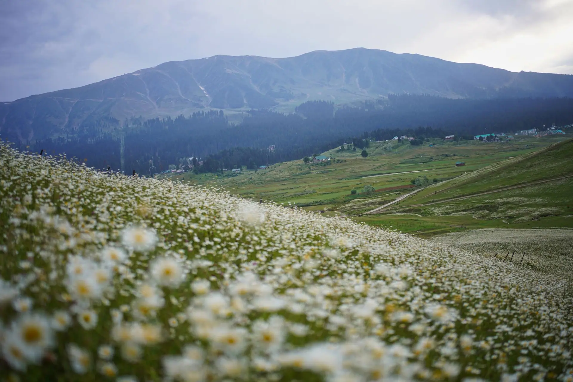 Beautiful meadow filled with daisies against Gulmarg's mountainous backdrop, perfect for nature and travel enthusiasts