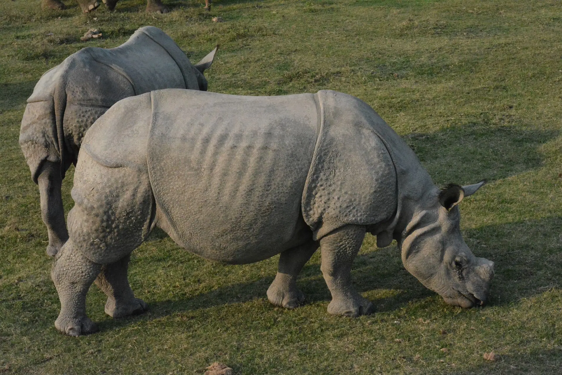 Kaziranga rhino safari