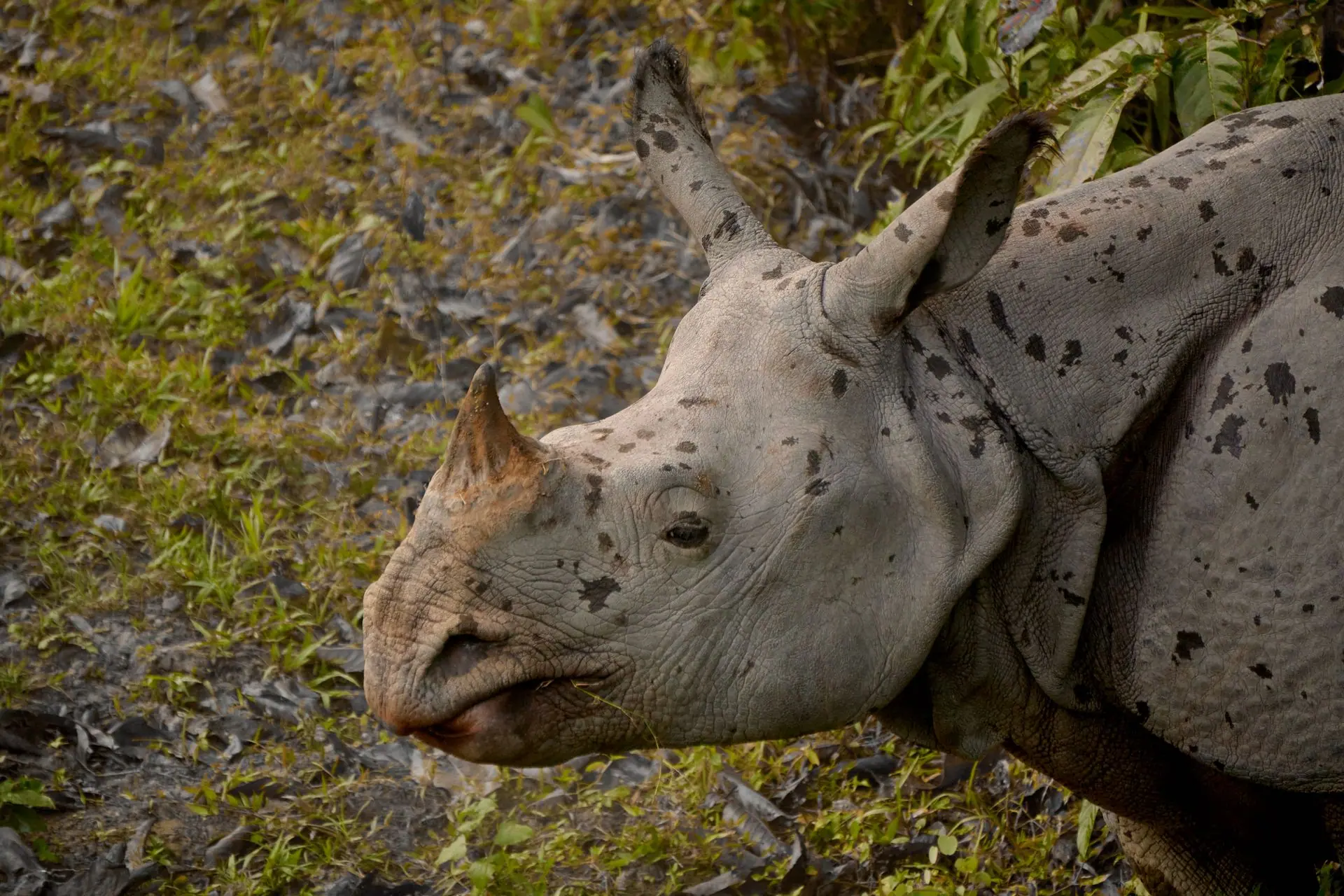 Close-up of an Indian Rhinoceros in Kaziranga National Park, Assam, India, showcasing its unique features