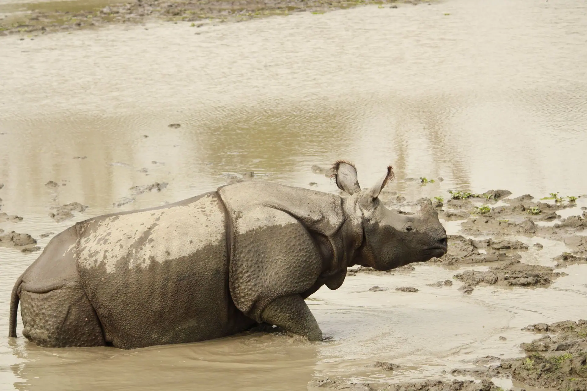 An Indian rhinoceros cooling off in a muddy waterhole in Kaziranga National Park, Assam, India