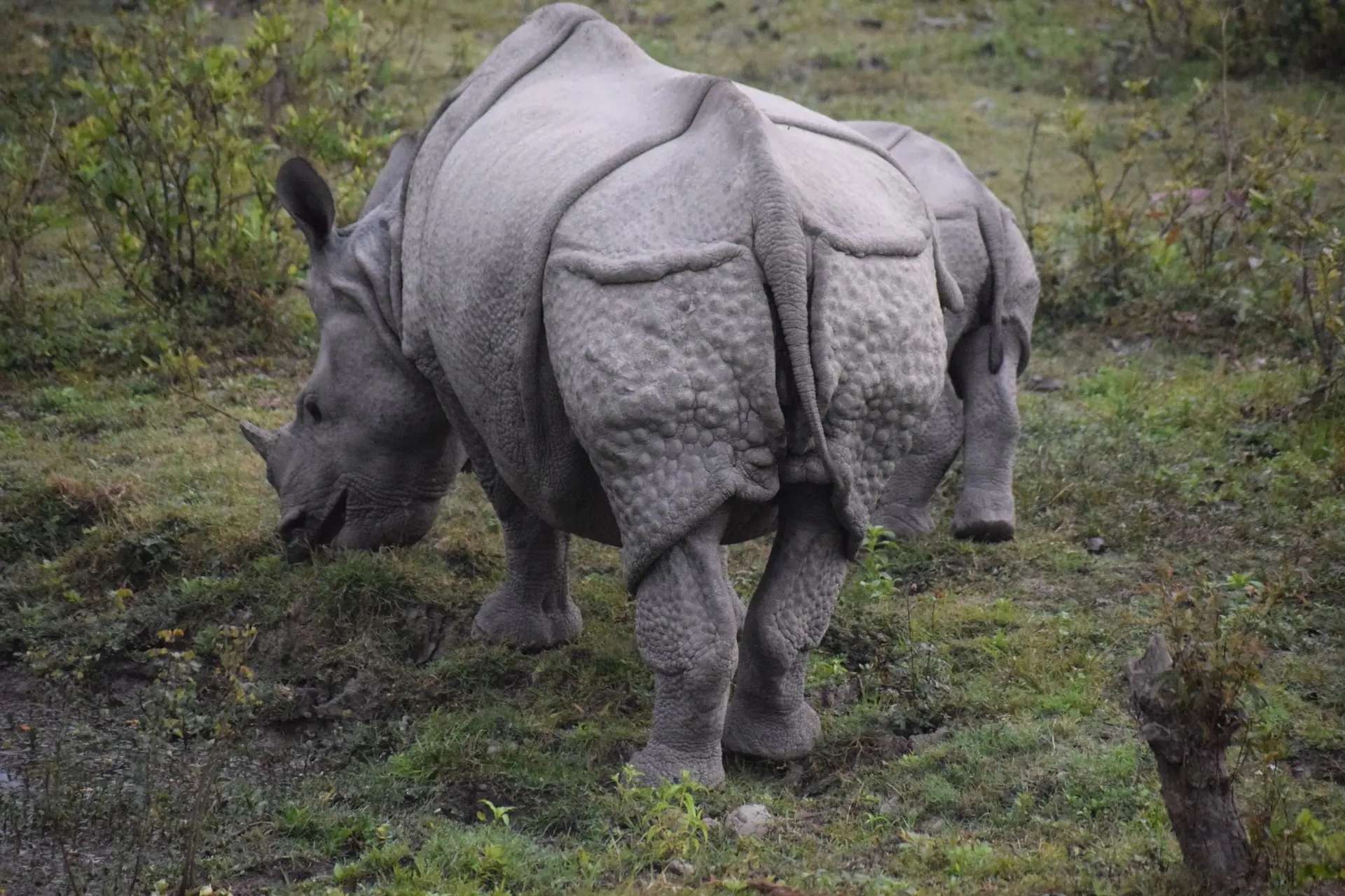 A one-horned rhinoceros grazing in Kaziranga National Park, India