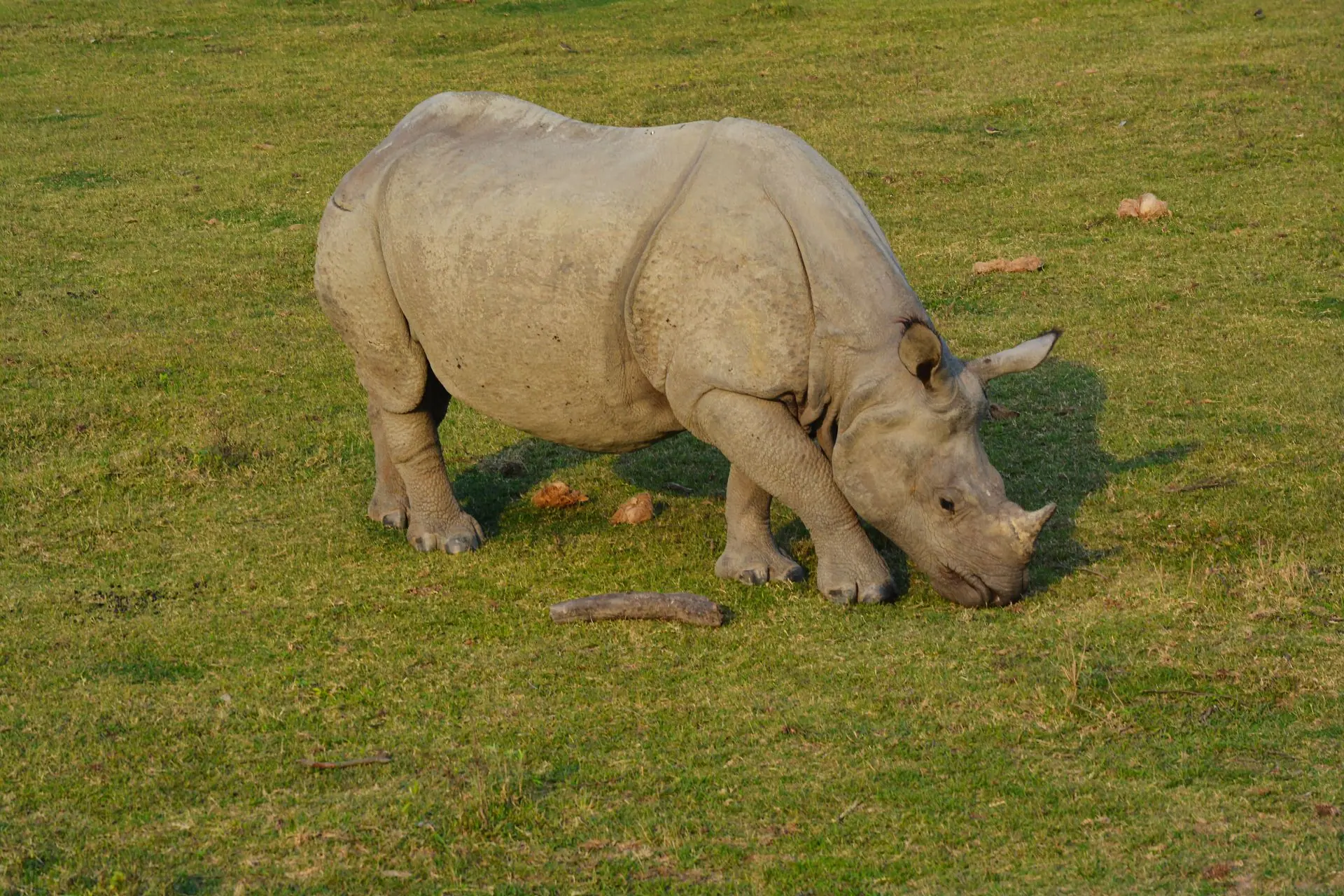A majestic one-horned rhinoceros grazes in the lush fields of Kaziranga National Park, Assam, India