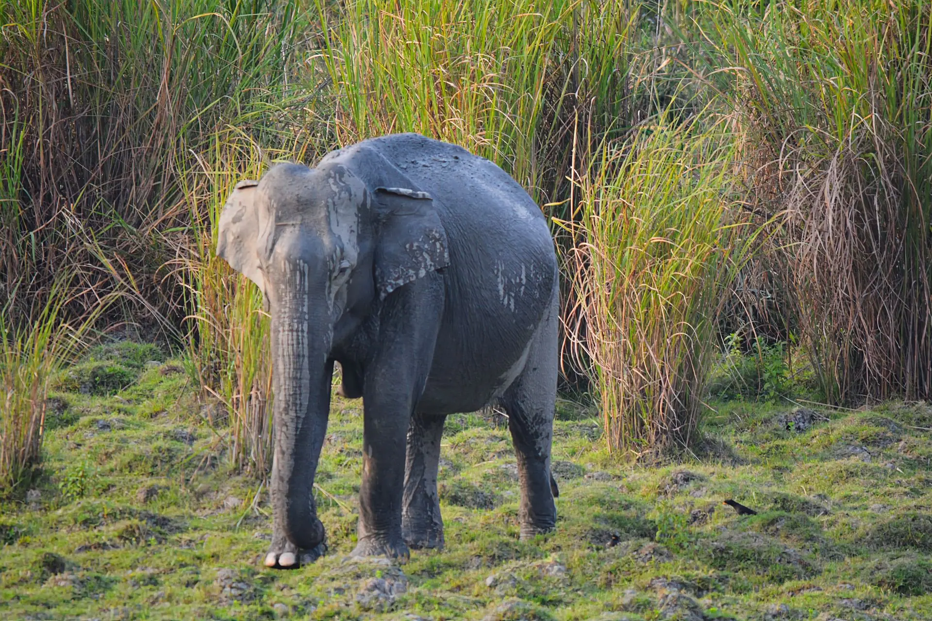 A majestic Asian elephant standing amidst tall grass in Kaziranga National Park, India