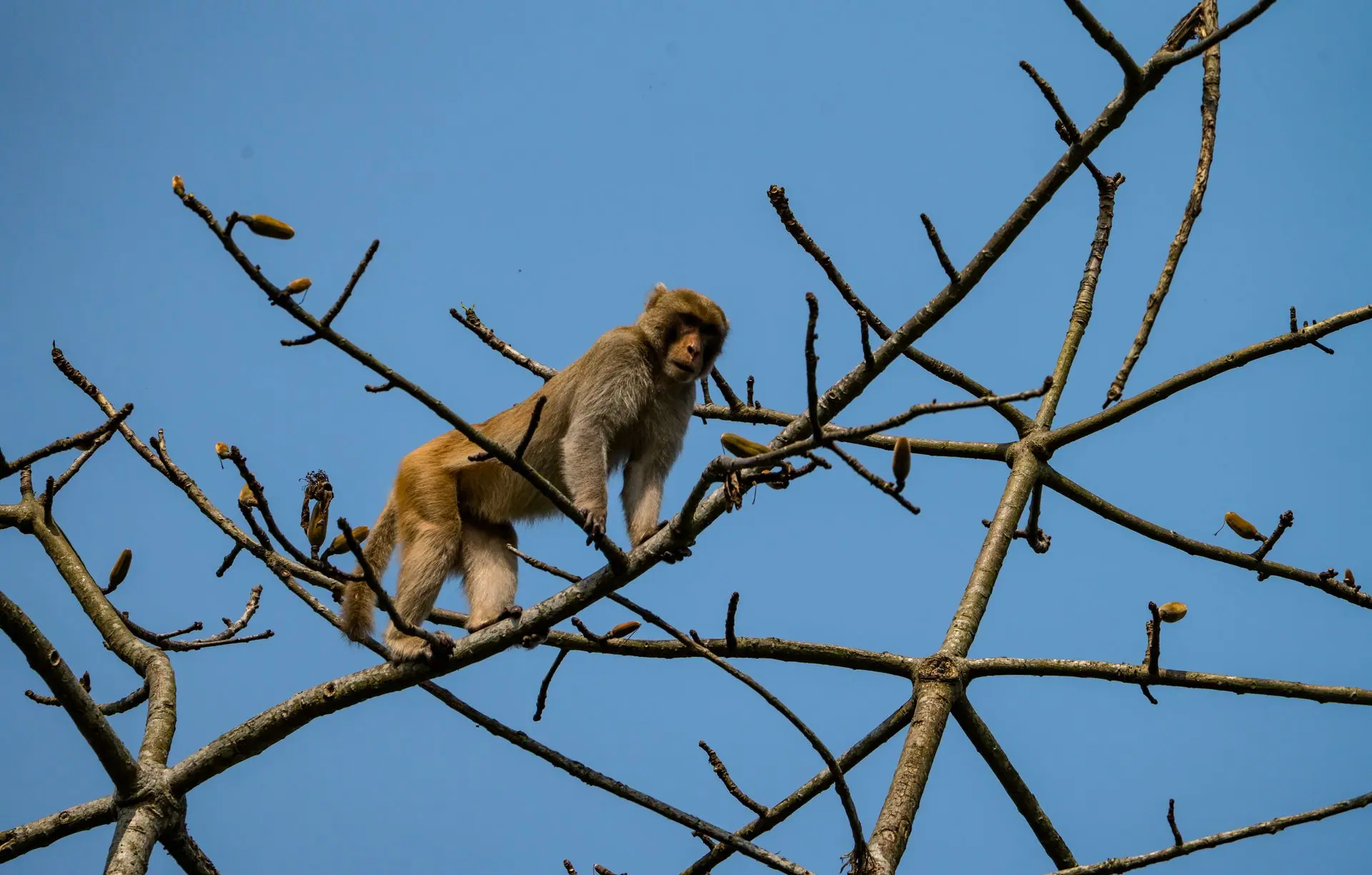 A Rhesus macaque stands on leafless branches against a clear blue sky in Kaziranga National Park