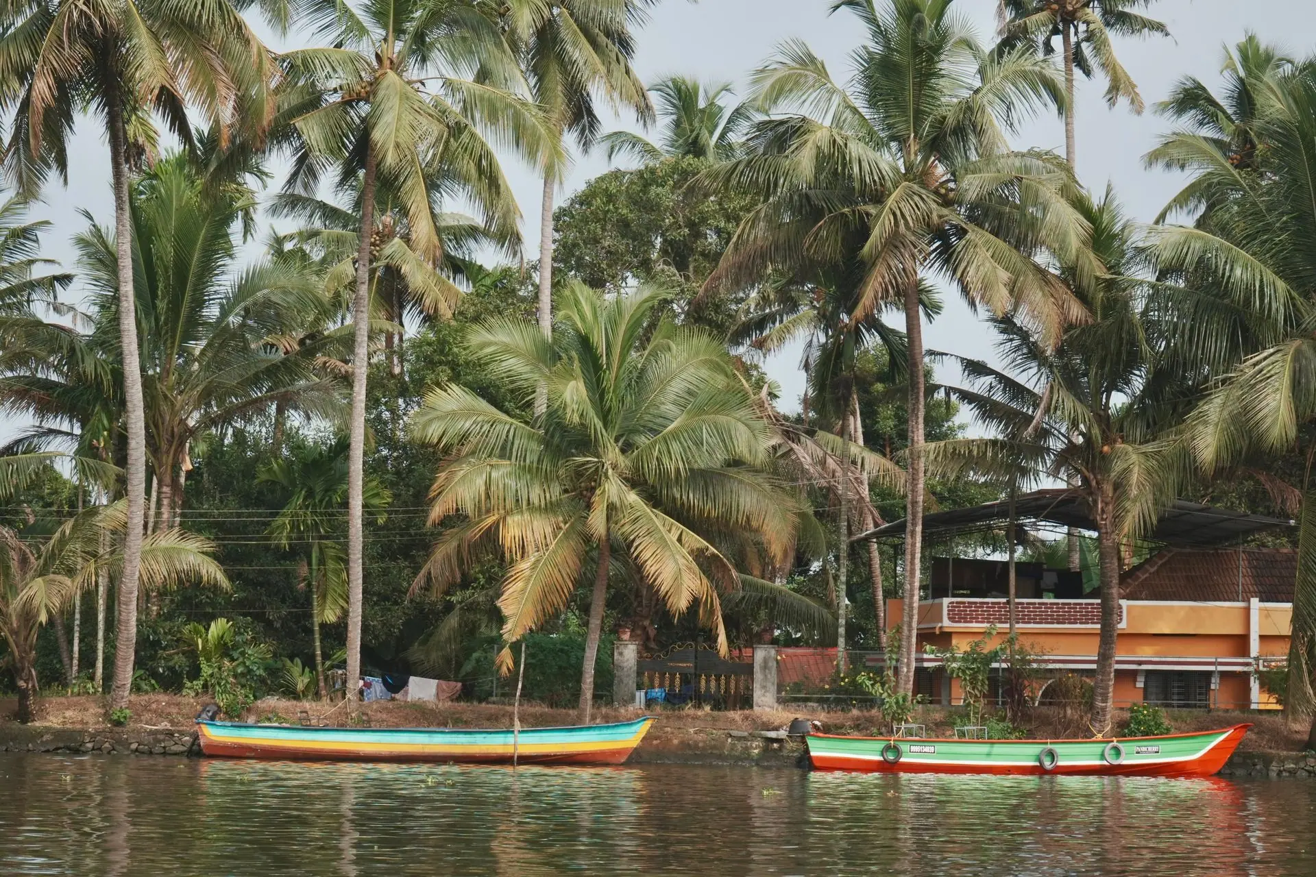 Brightly colored boats on serene Kerala backwaters lined with lush palm trees