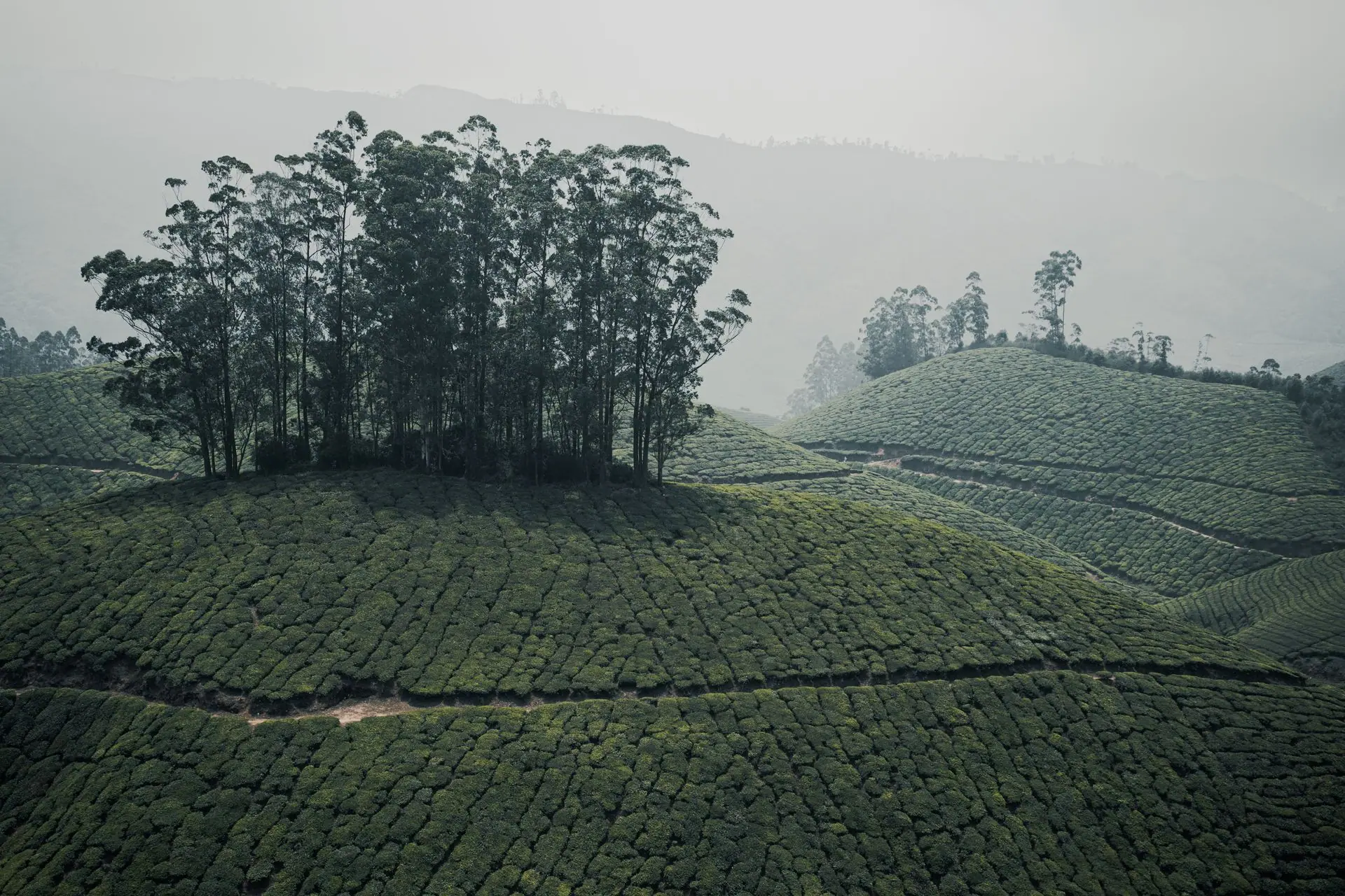 Aerial view of verdant tea plantations in Munnar, Kerala, India during daytime