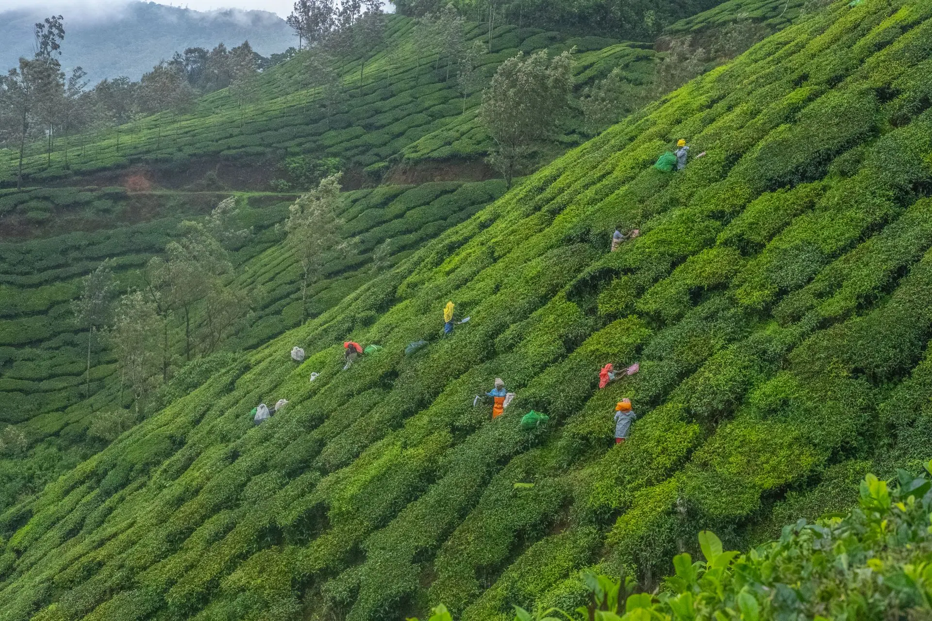 Workers picking tea leaves on steep slopes of Munnar, India. Lush green landscape with rural charm