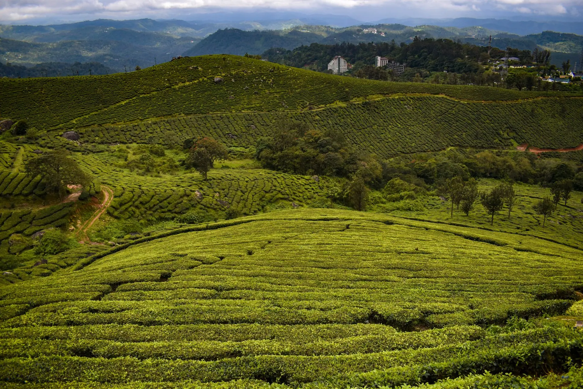 Explore the scenic tea plantations of Munnar, with verdant hills and serene landscape views