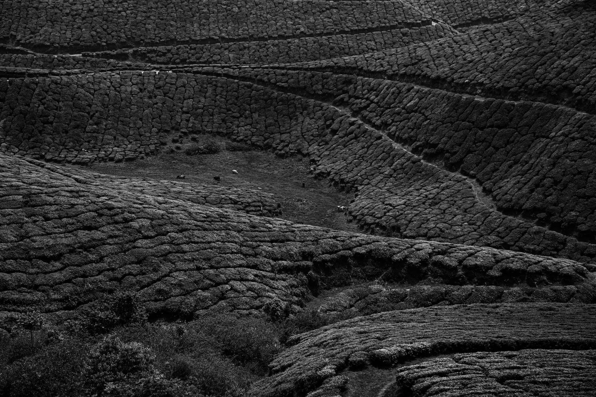 Aerial view of Ooty's textured tea plantations in monochrome, creating an abstract landscape