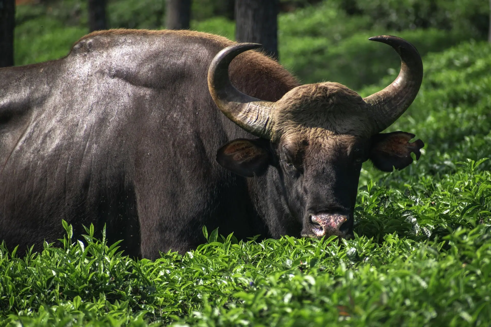A powerful Indian Gaur roaming freely in the lush greenery of Ooty, India