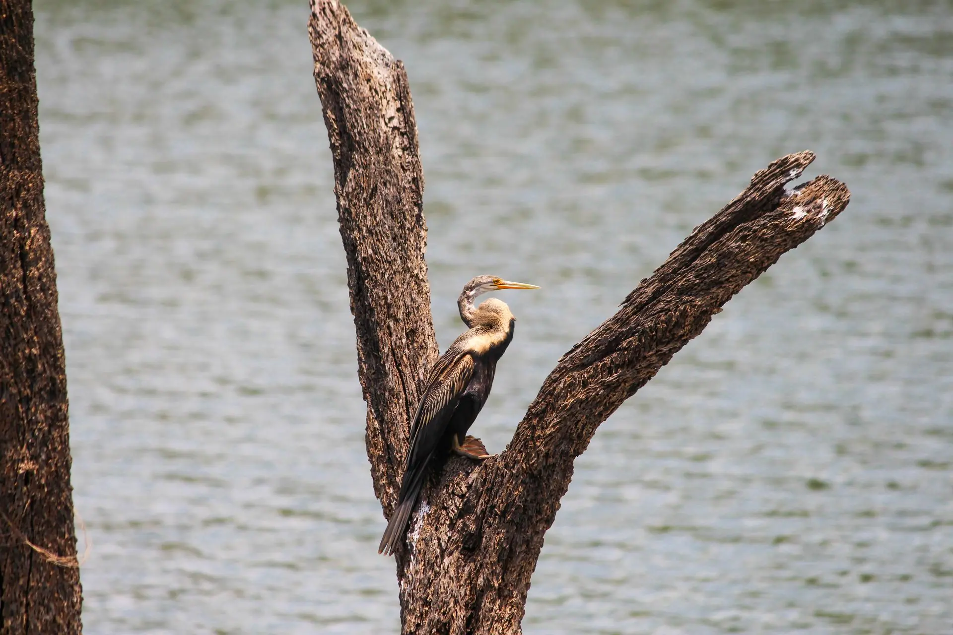 Anhinga bird resting on a tree branch by the water in Kumily, India