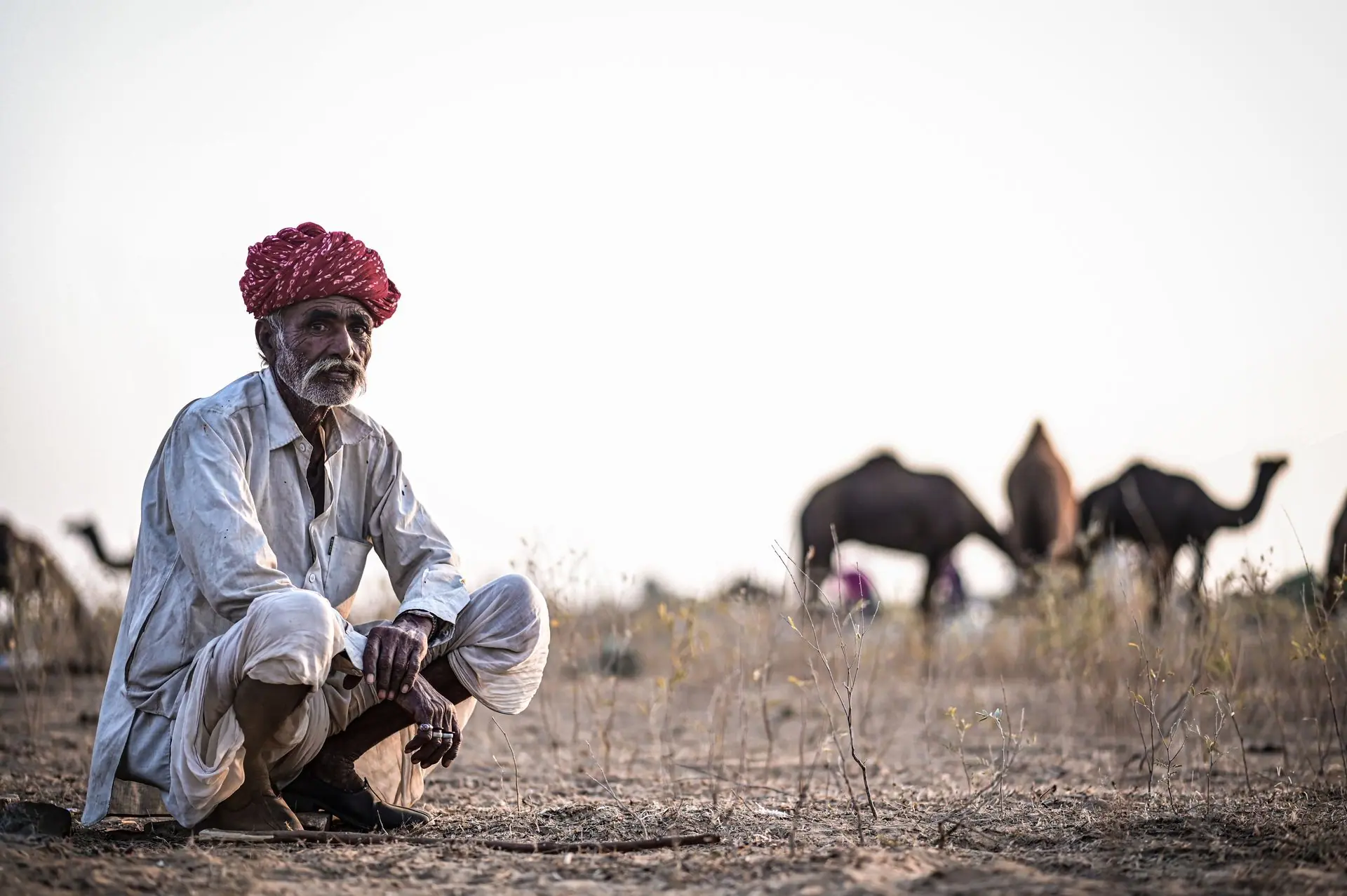 Elderly man dressed traditionally sitting in desert with camels in Pushkar, India