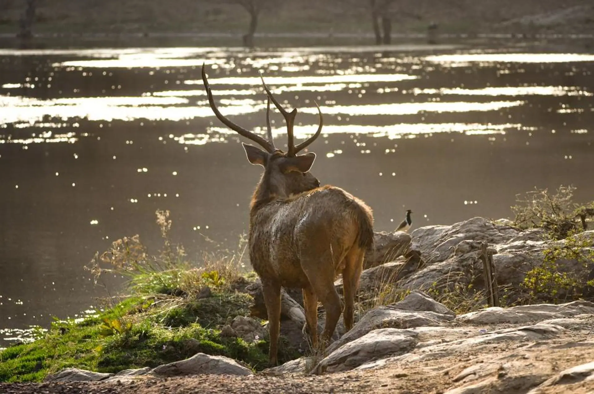 Majestic Sambar Deer overlooking a tranquil lake at sunset in Ranthambhore Fort