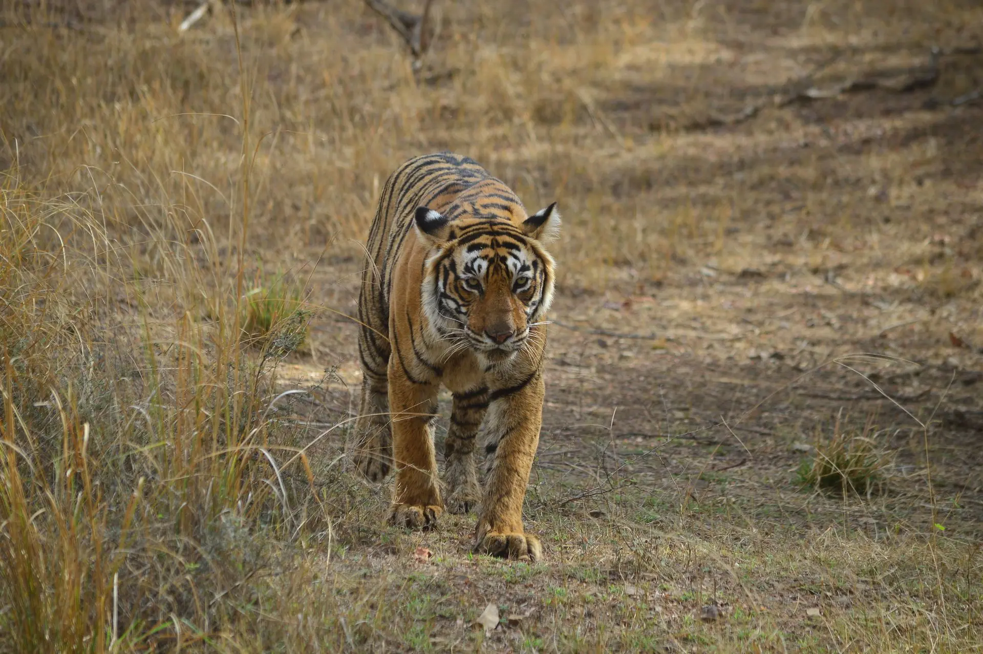 Ranthambore Tiger Safari: Two Drives with a Naturalist