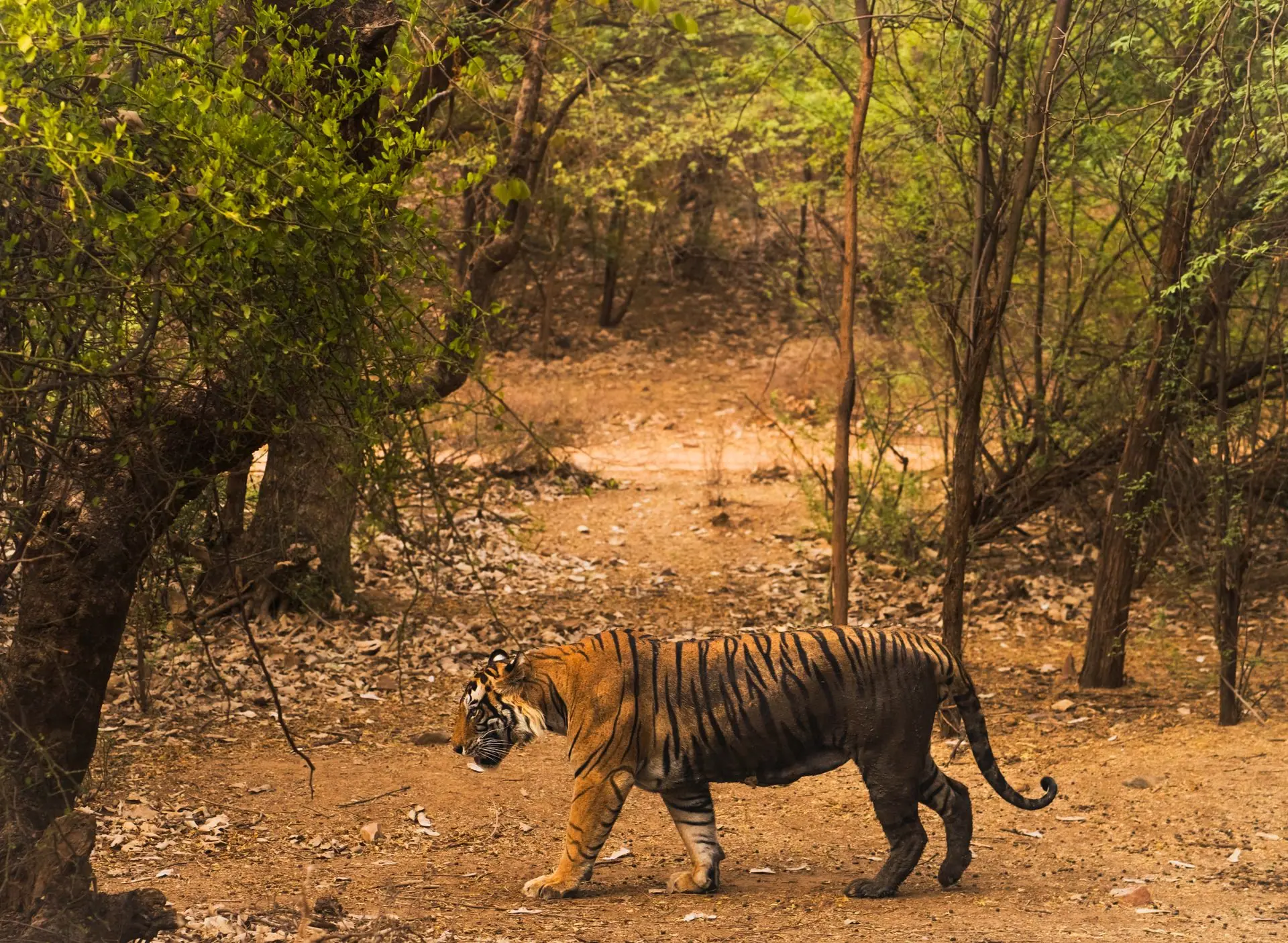 A Bengal tiger walking through dense forest in Ranthambore, India
