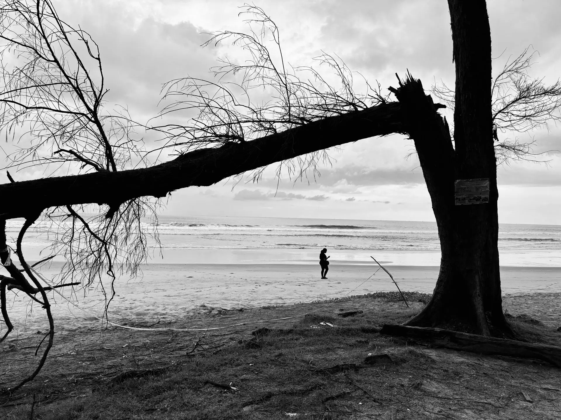 A black and white photo capturing a person walking along Agonda Beach beneath a fallen tree